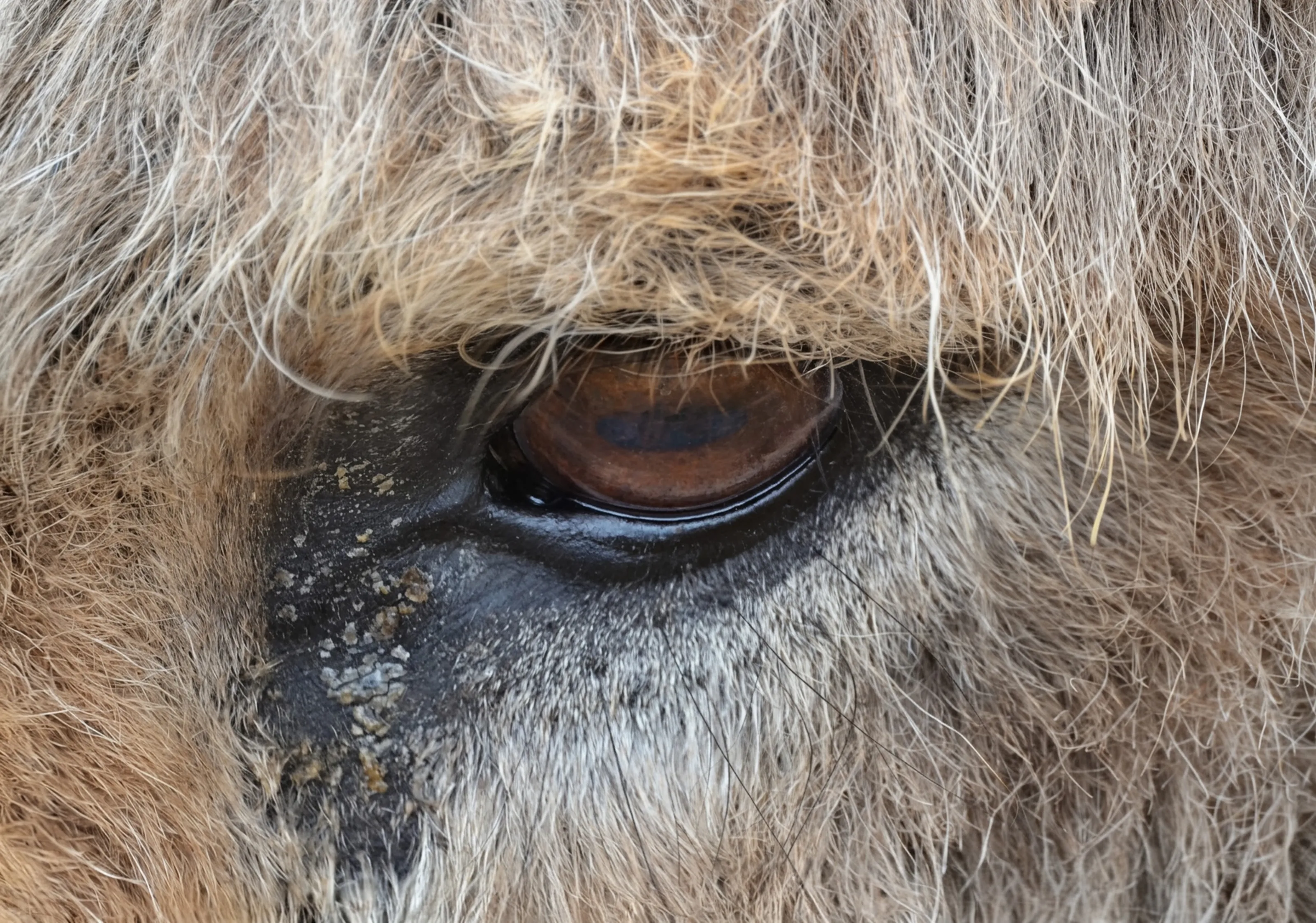 Donkey