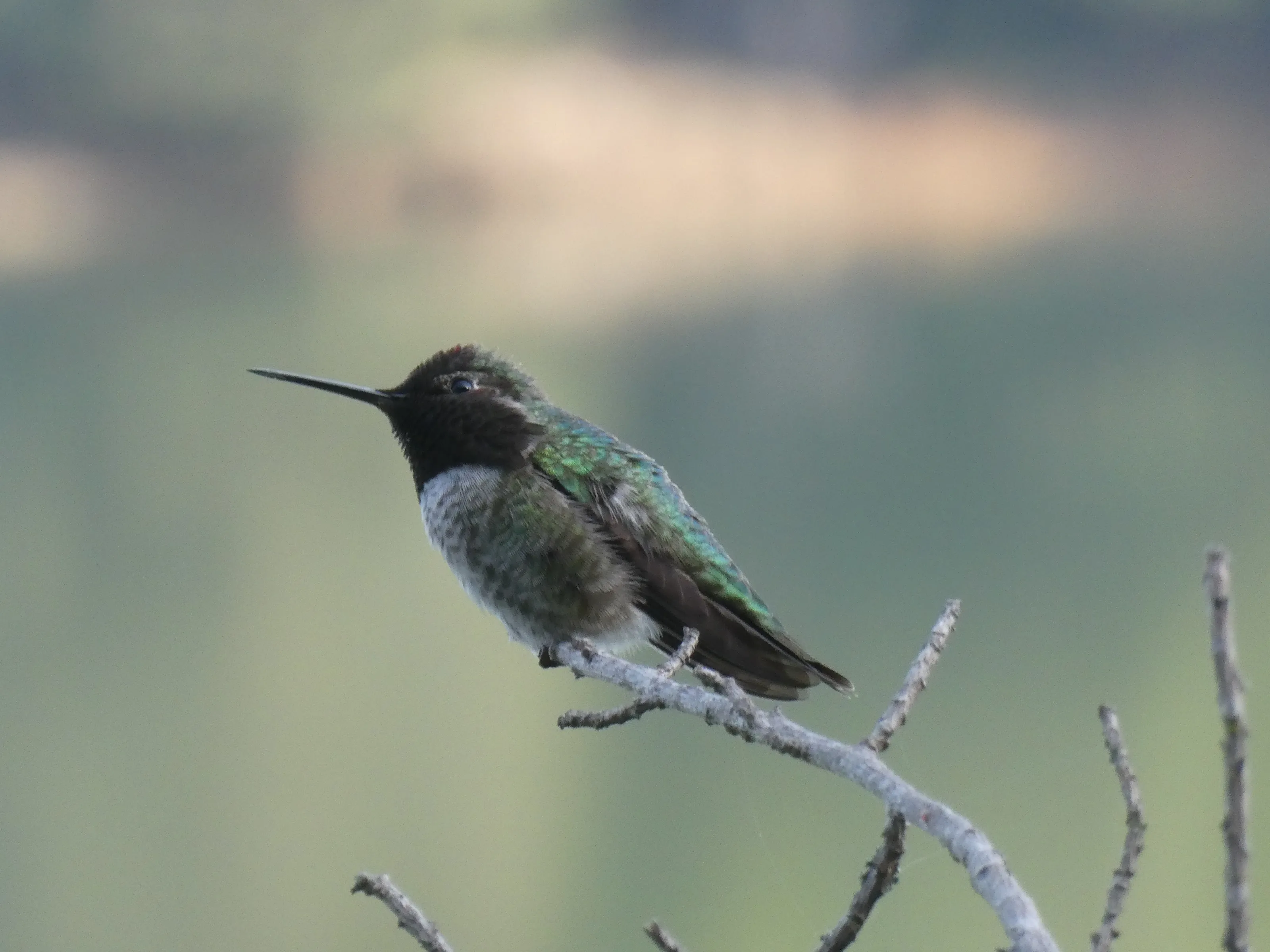 Annas Hummingbird