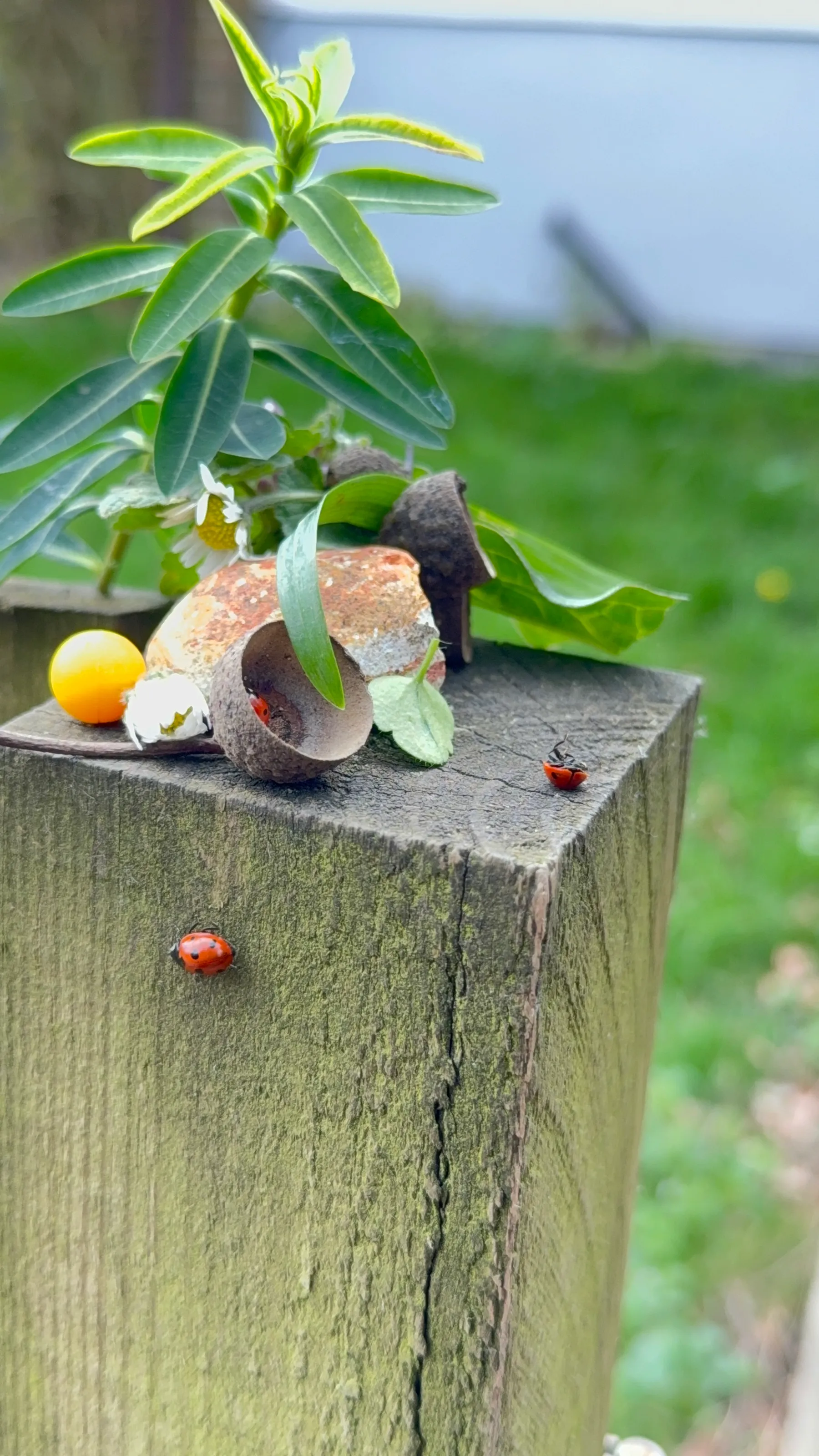 Three Ladybird