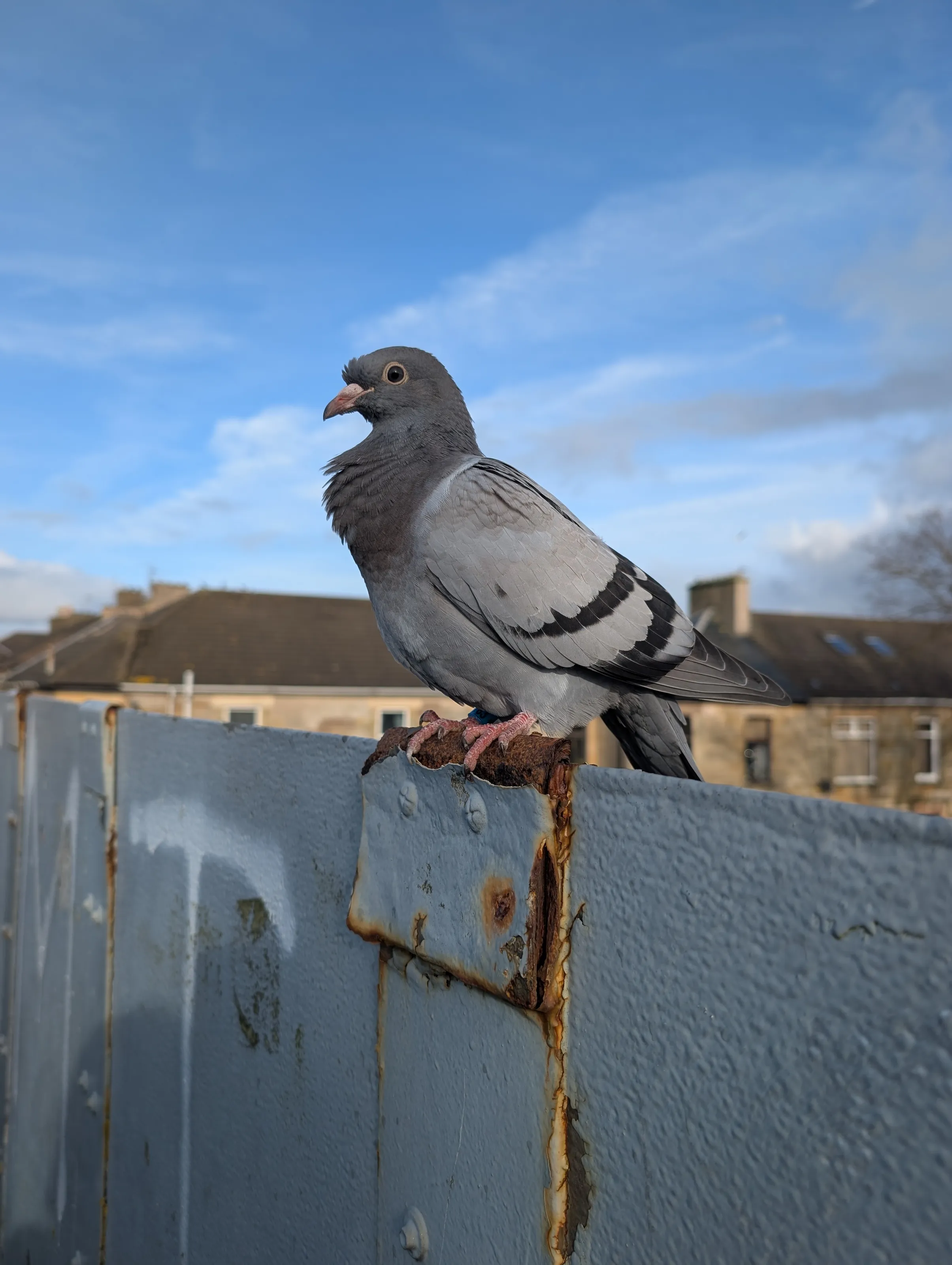 Pigeon bridge