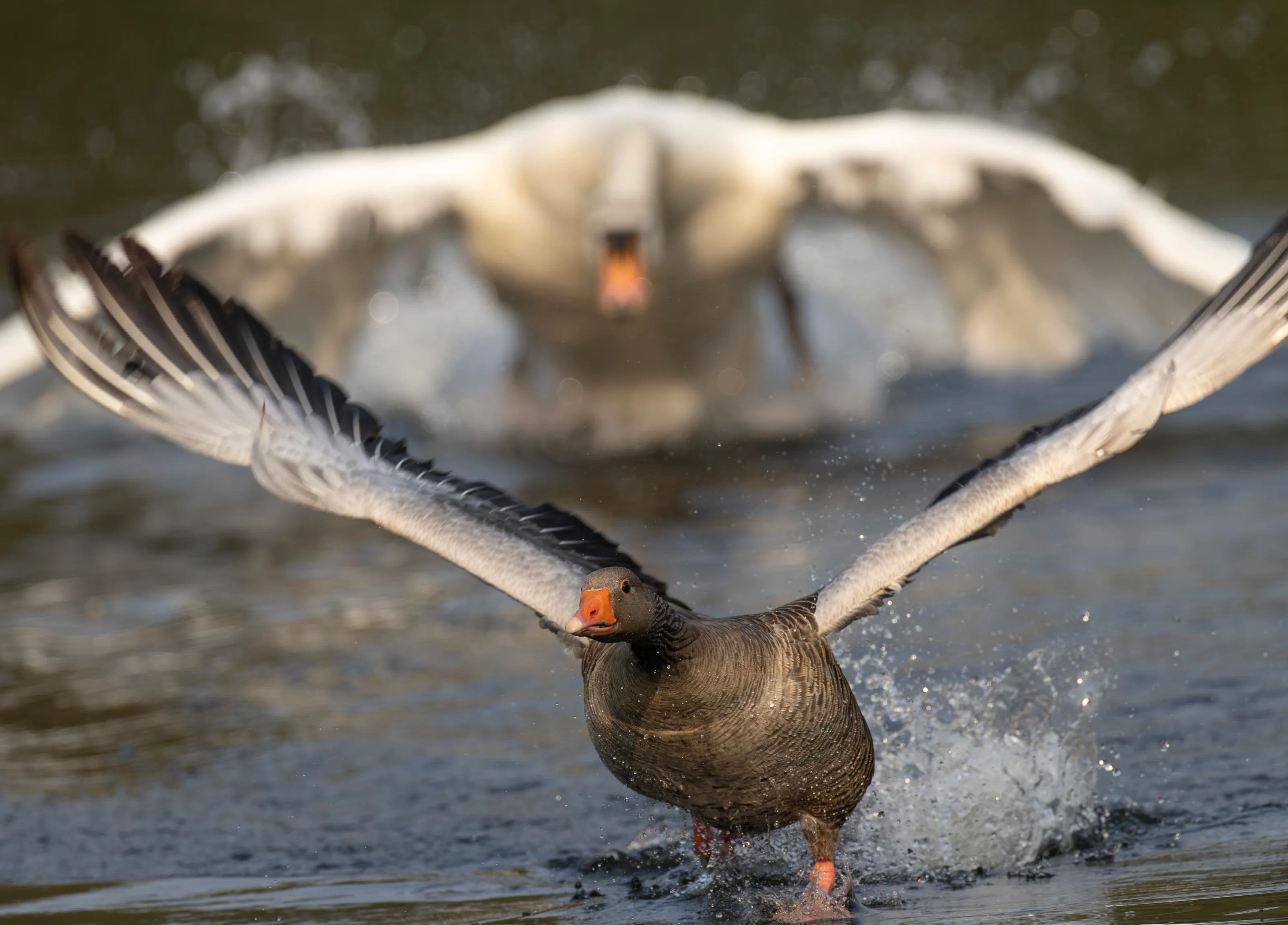 Angry swan