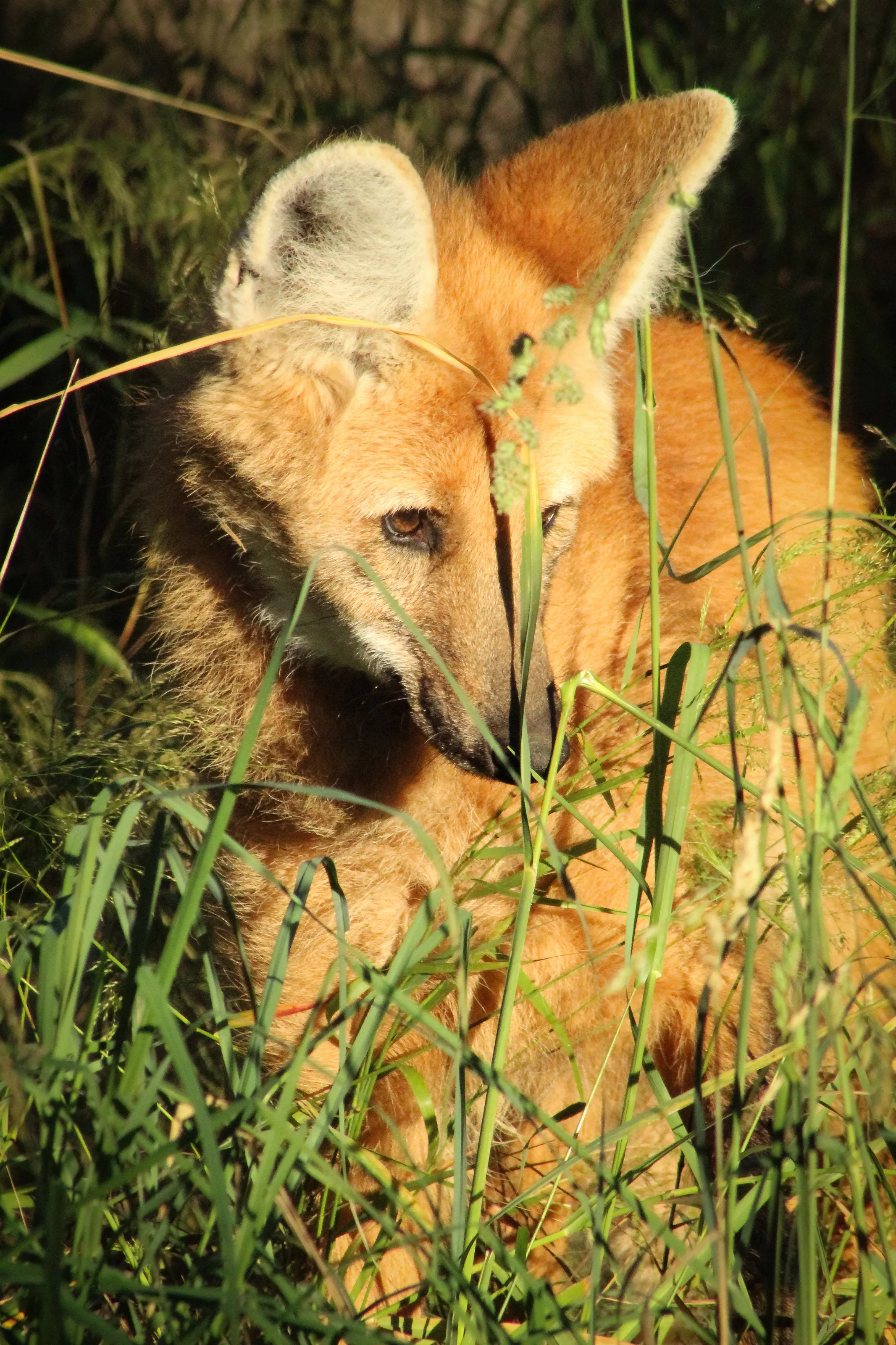 Fox in the brush
