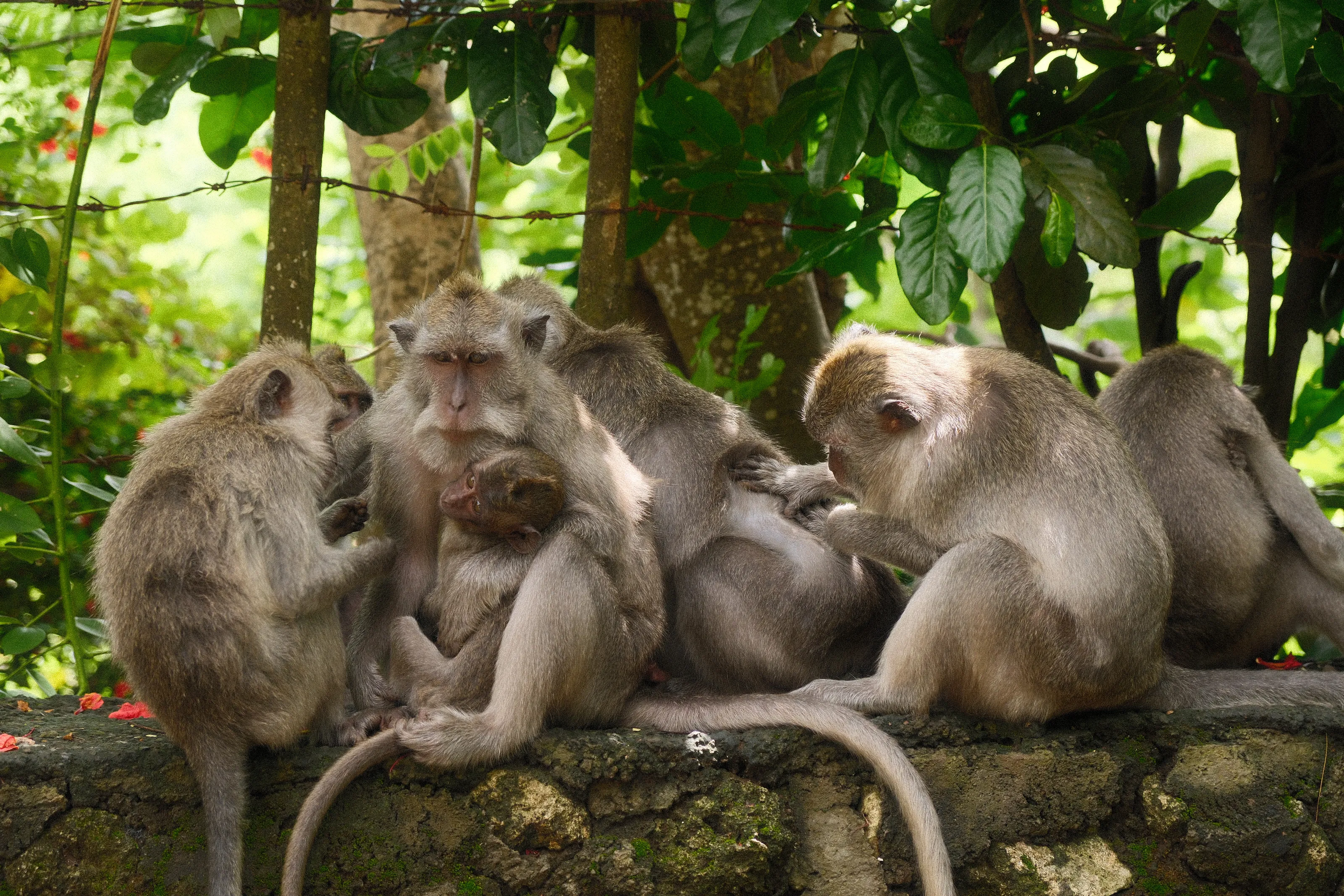 Macaques on a Wall