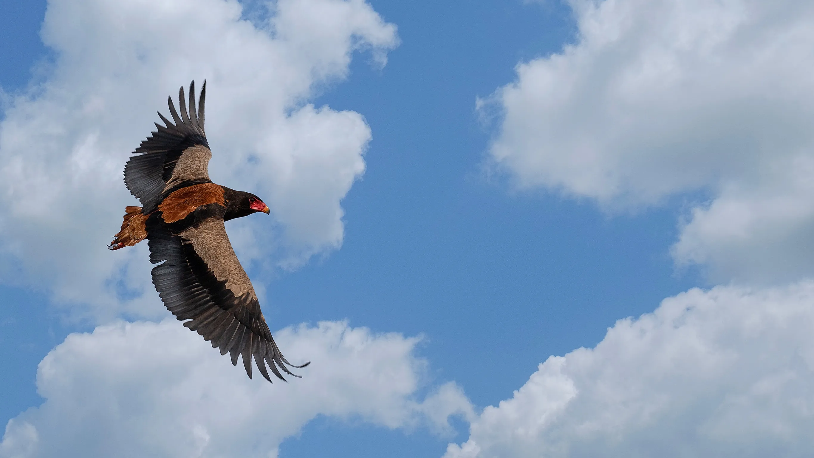 Wings Over the Savanna
