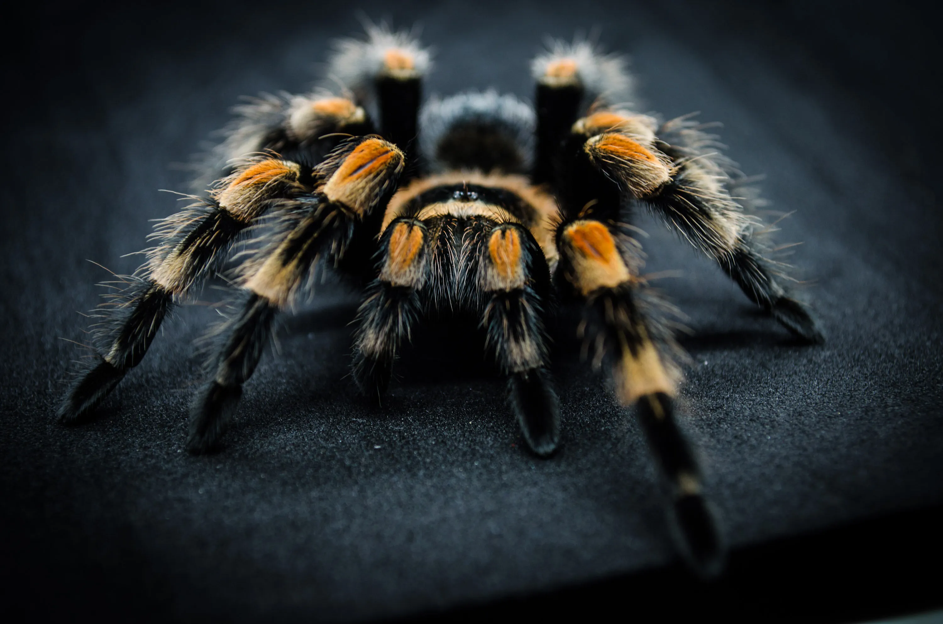 Tarantula Spiders