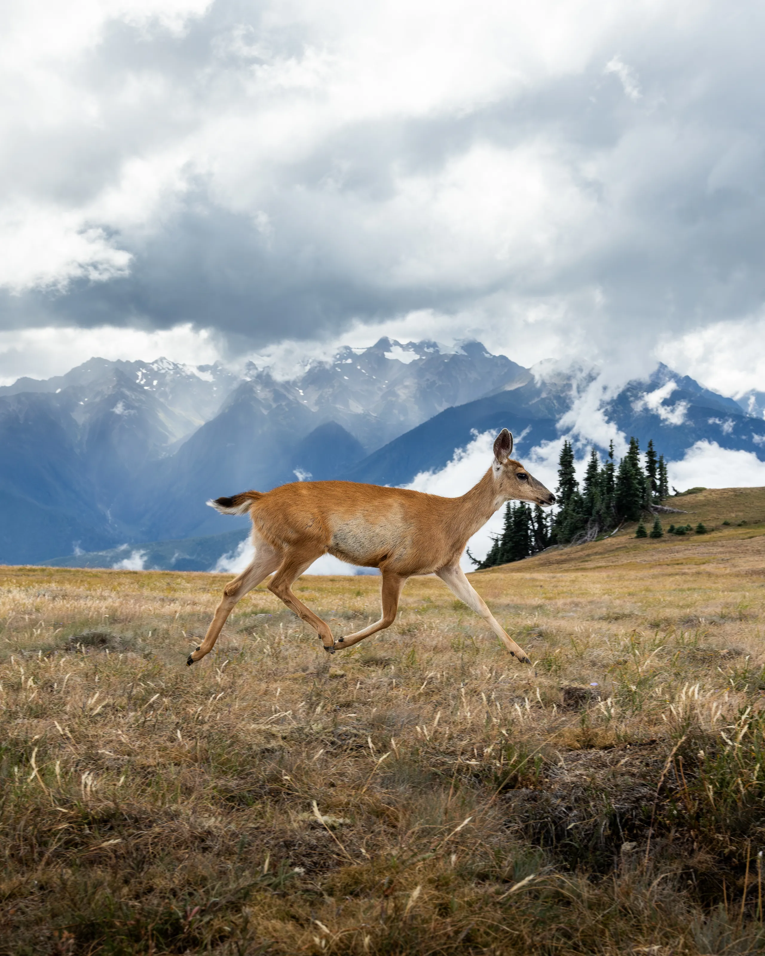 Beautiful Deer at Hurricane Hill via Hurricane Ridge
