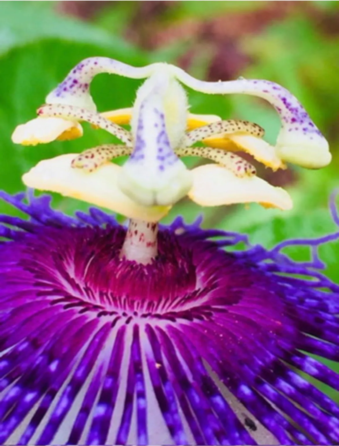 Passion Fruit Flower