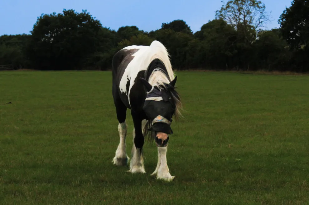Grazing