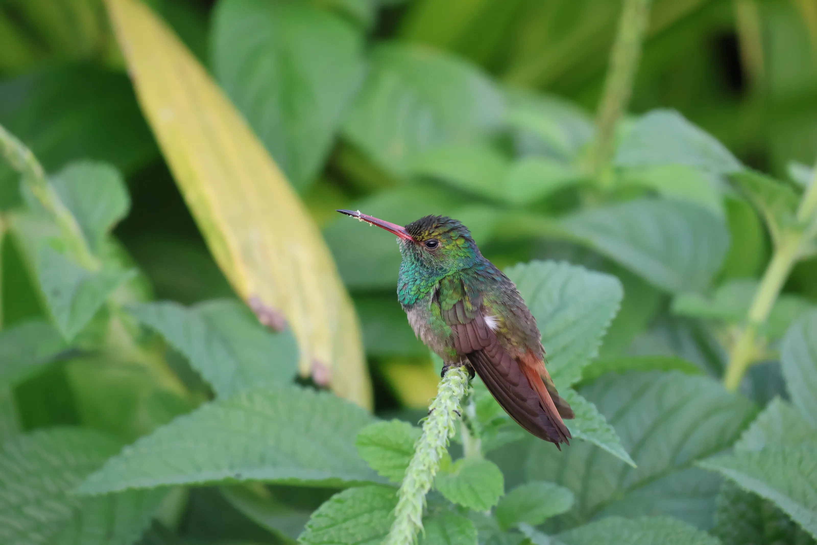 Costa Rican Hummingbird