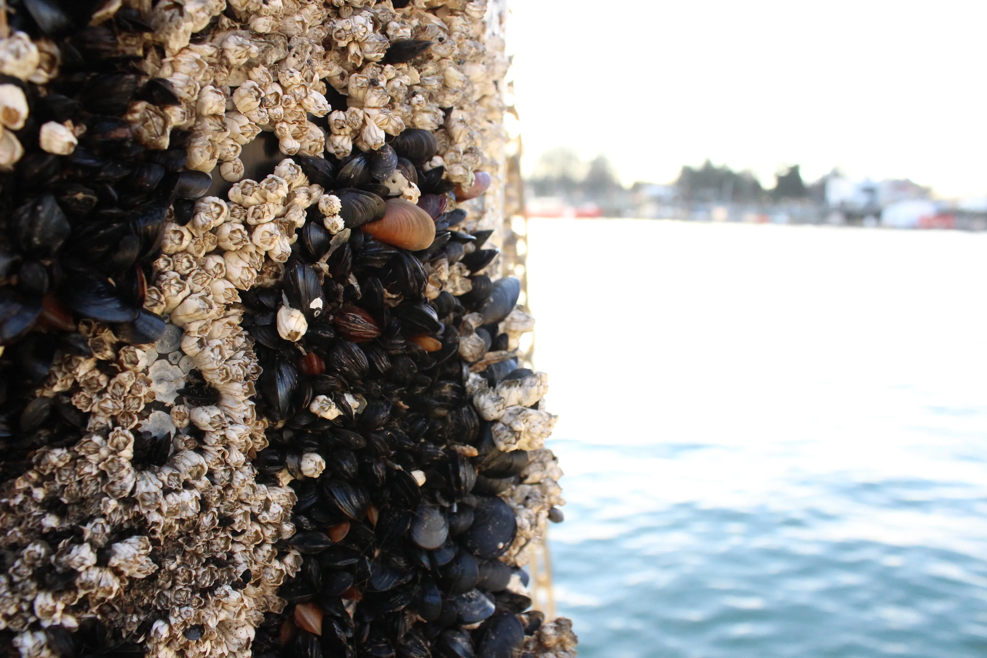 The city ocean life