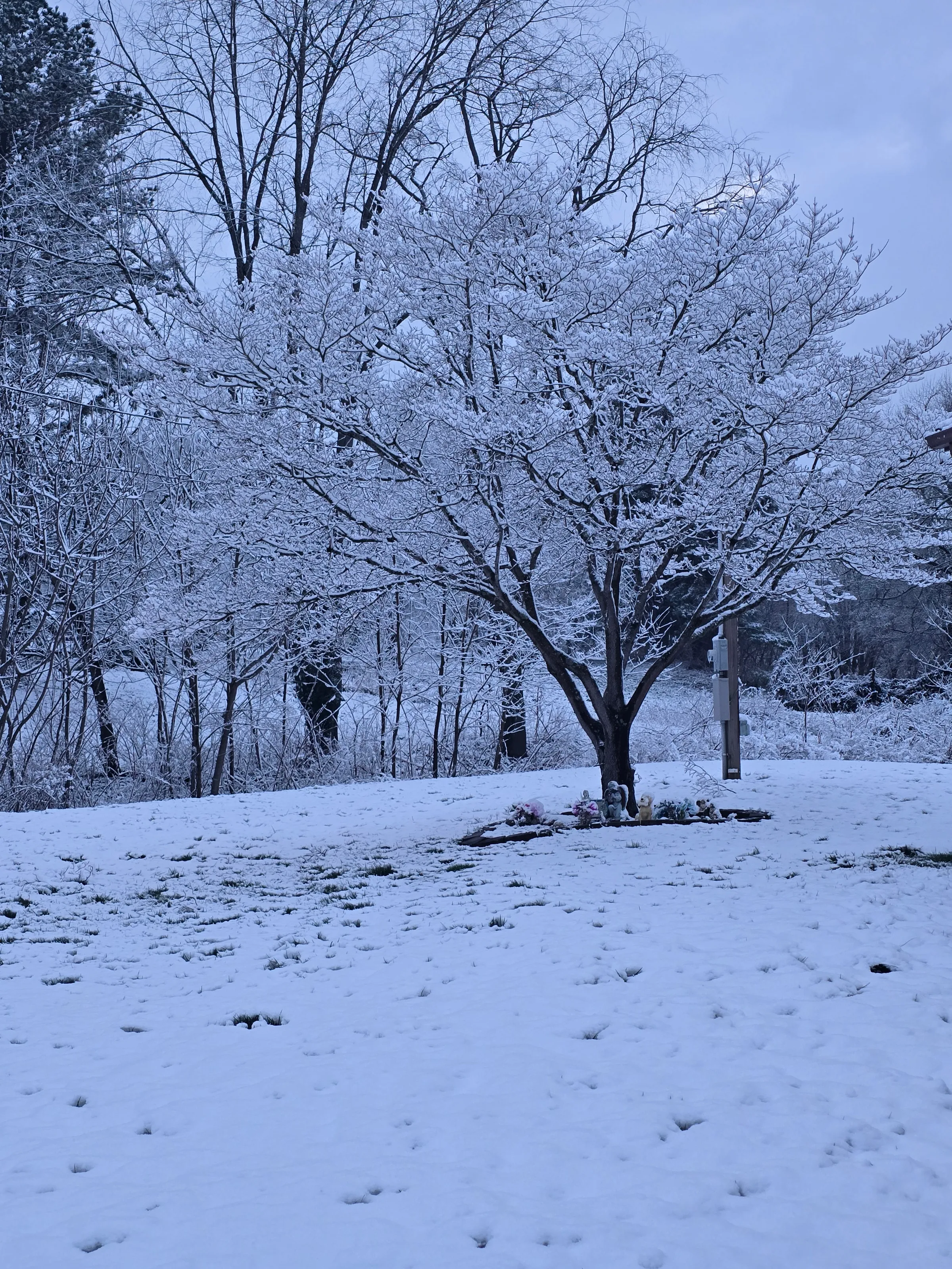Snowy Day