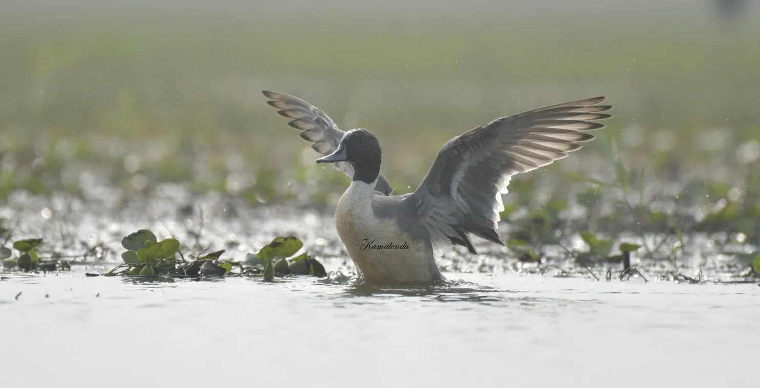 Northern Pintail bathing
