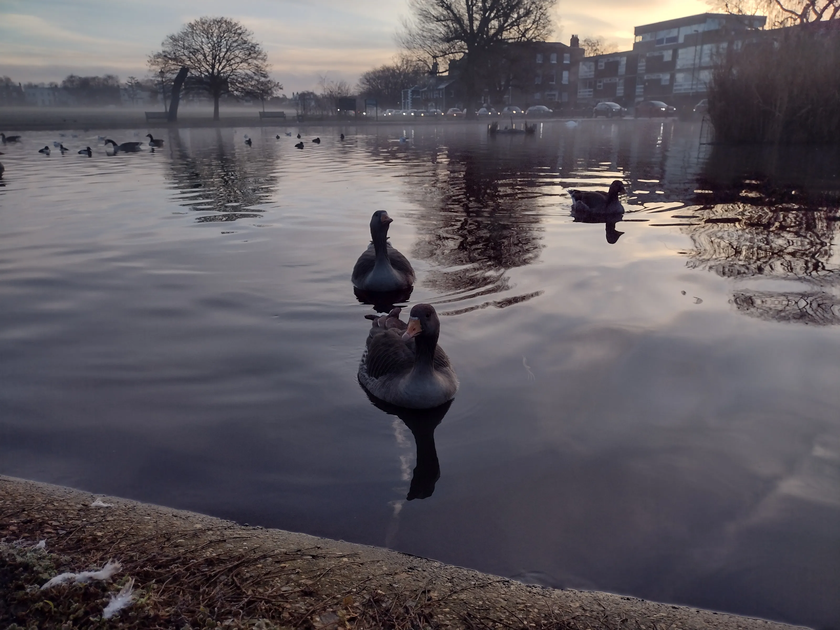 Duck pond