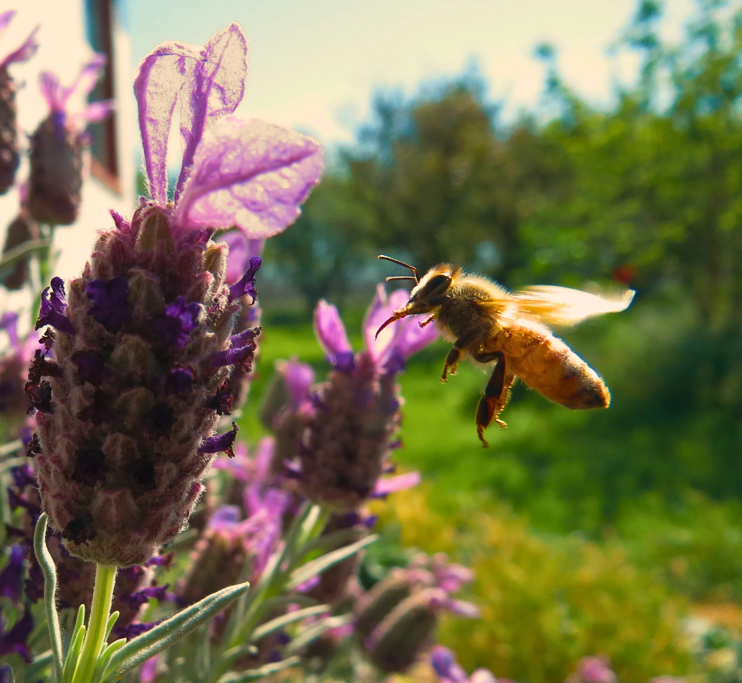 The Pollinator