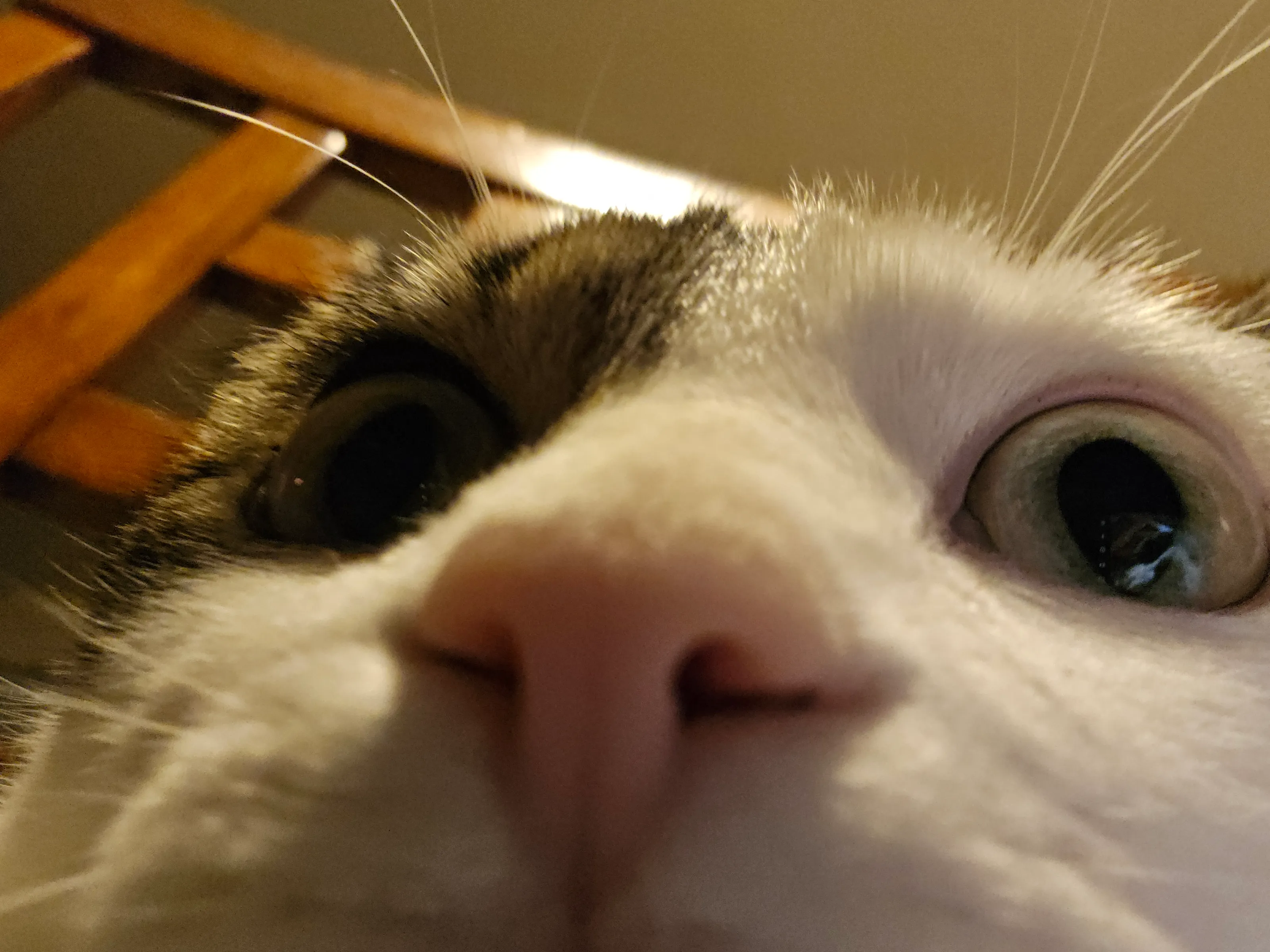 iris