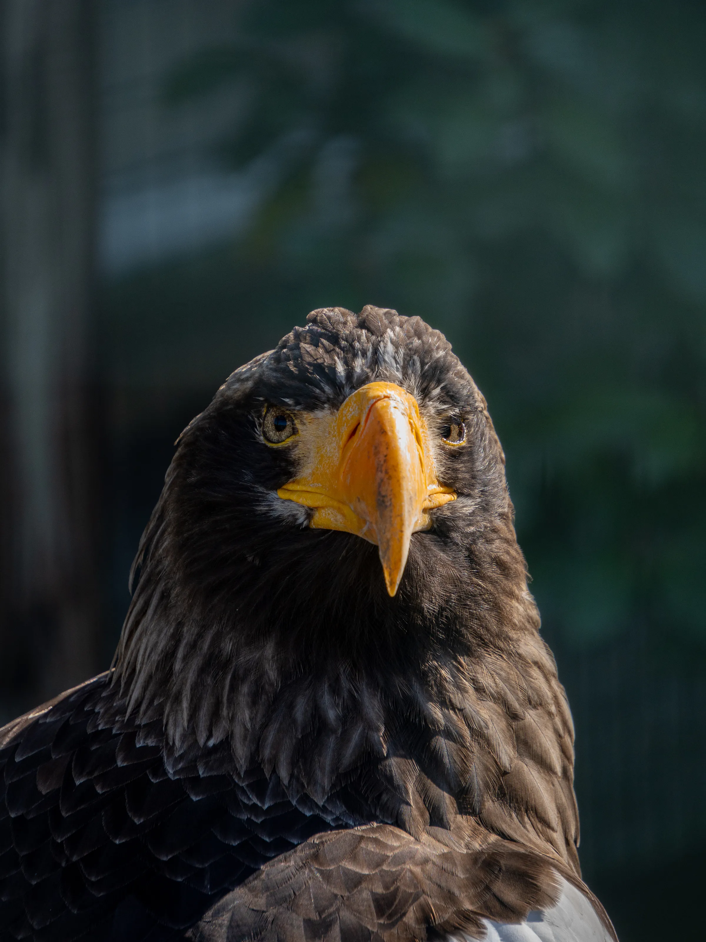 Steller’s Sea Eagle