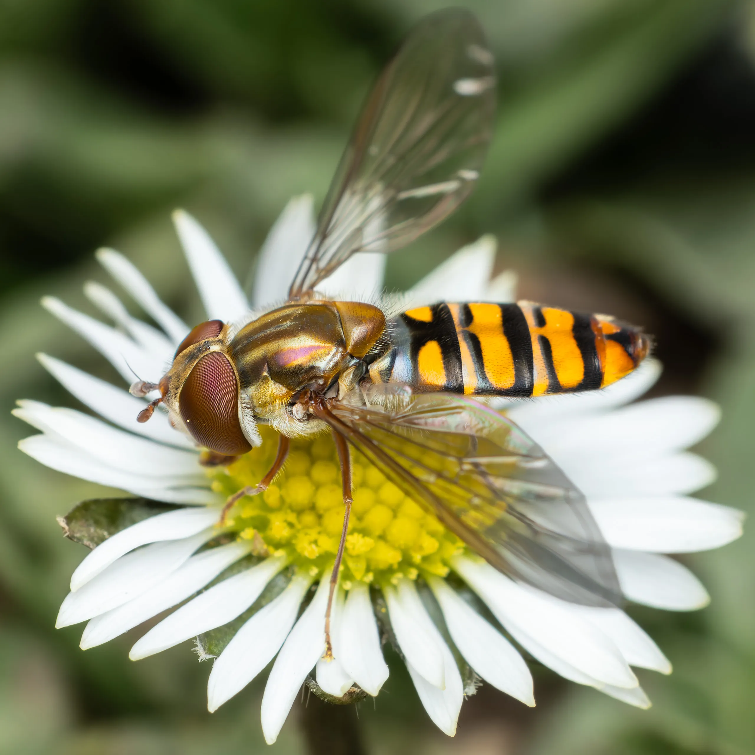 The Garden Pollinator