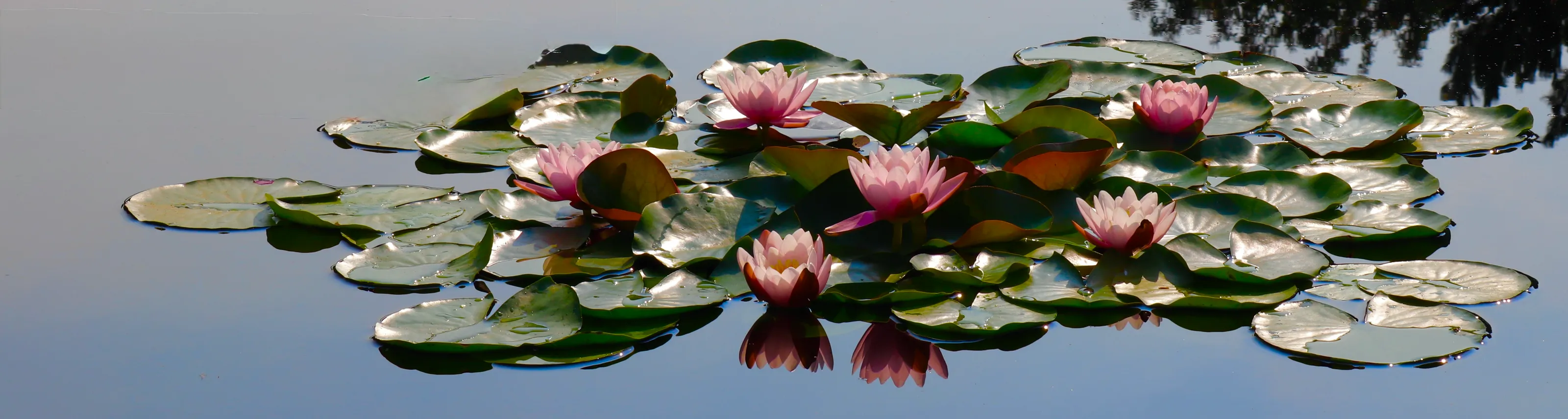 Water Lilies