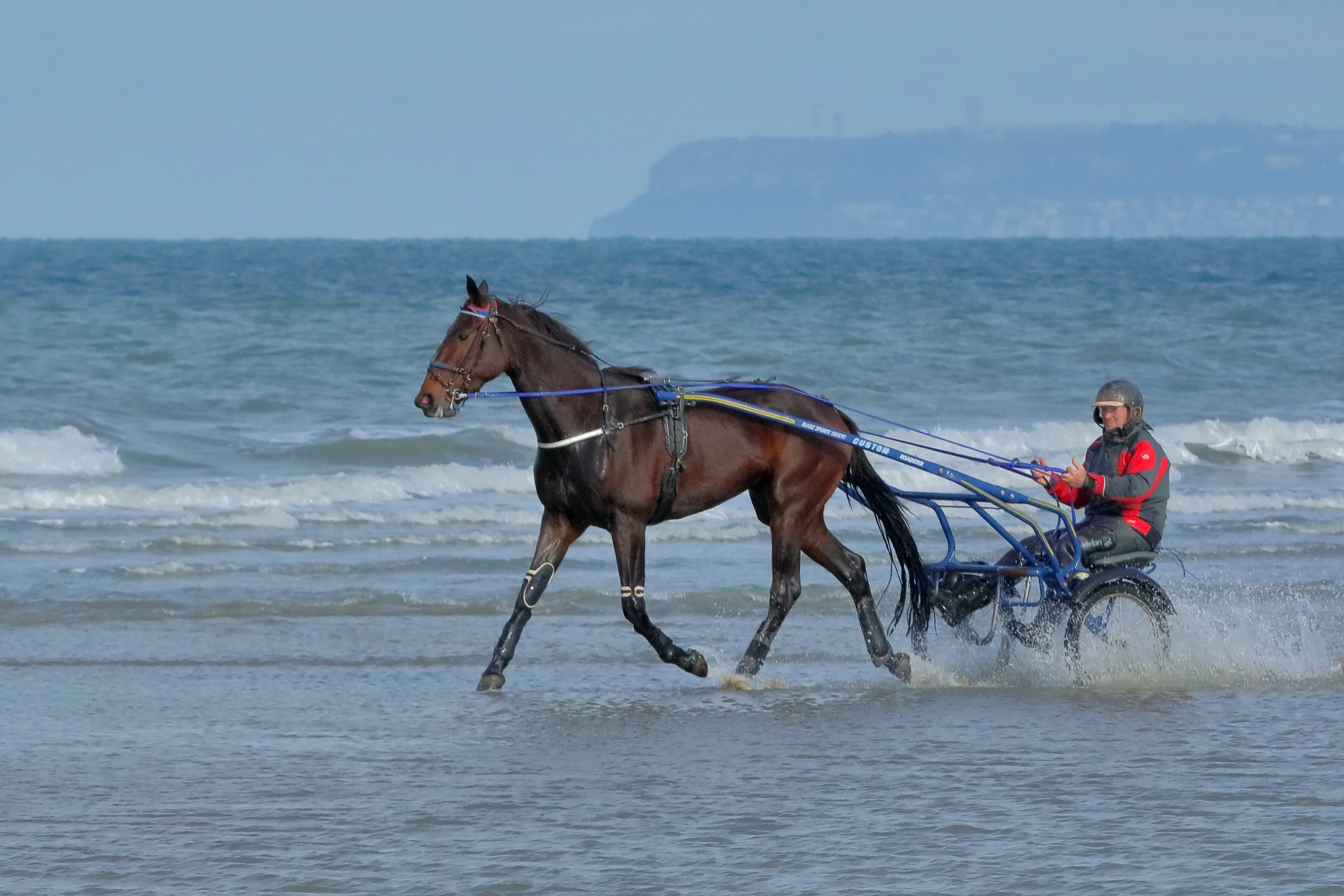 Horses in Motion