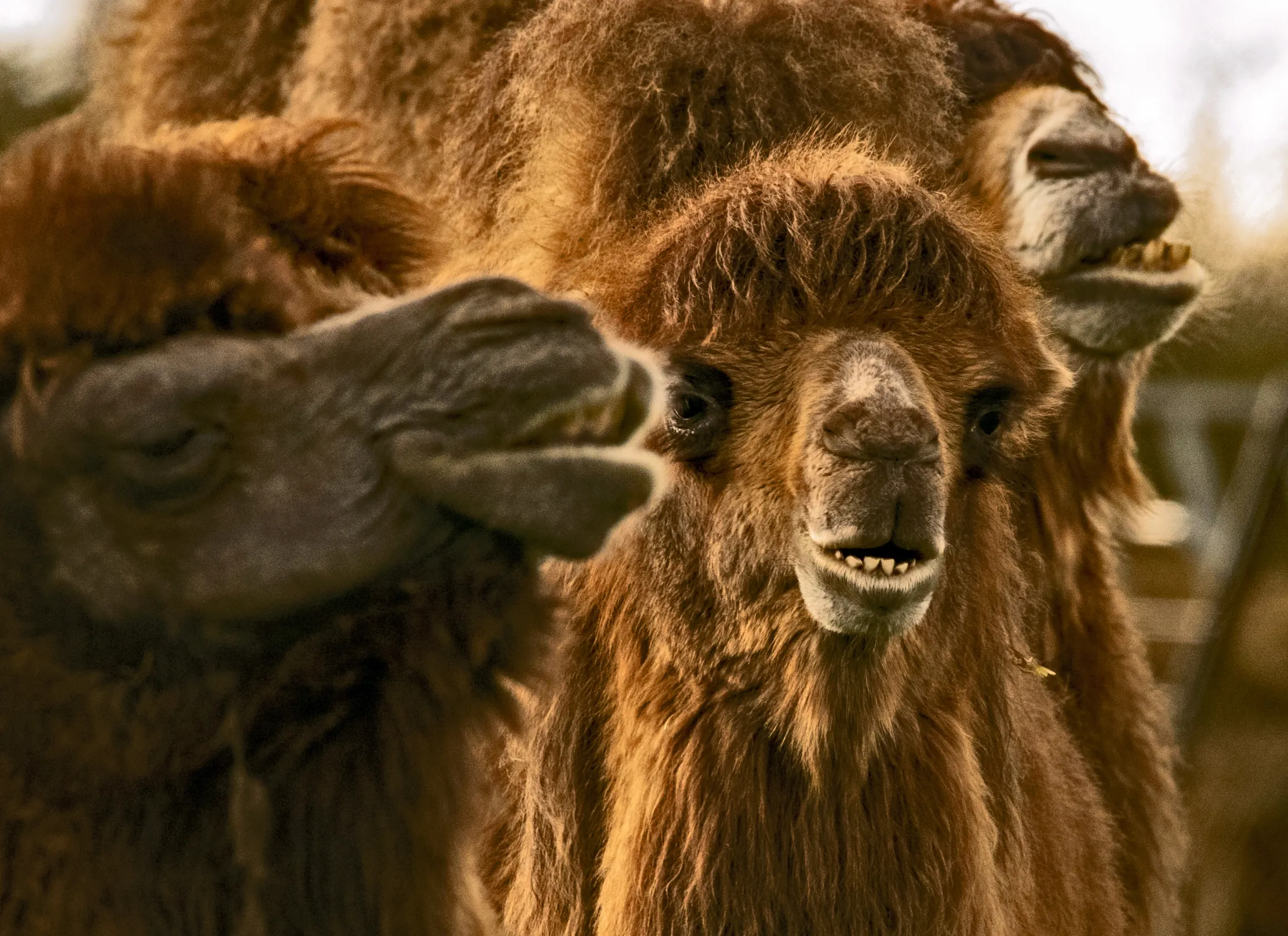 Camels