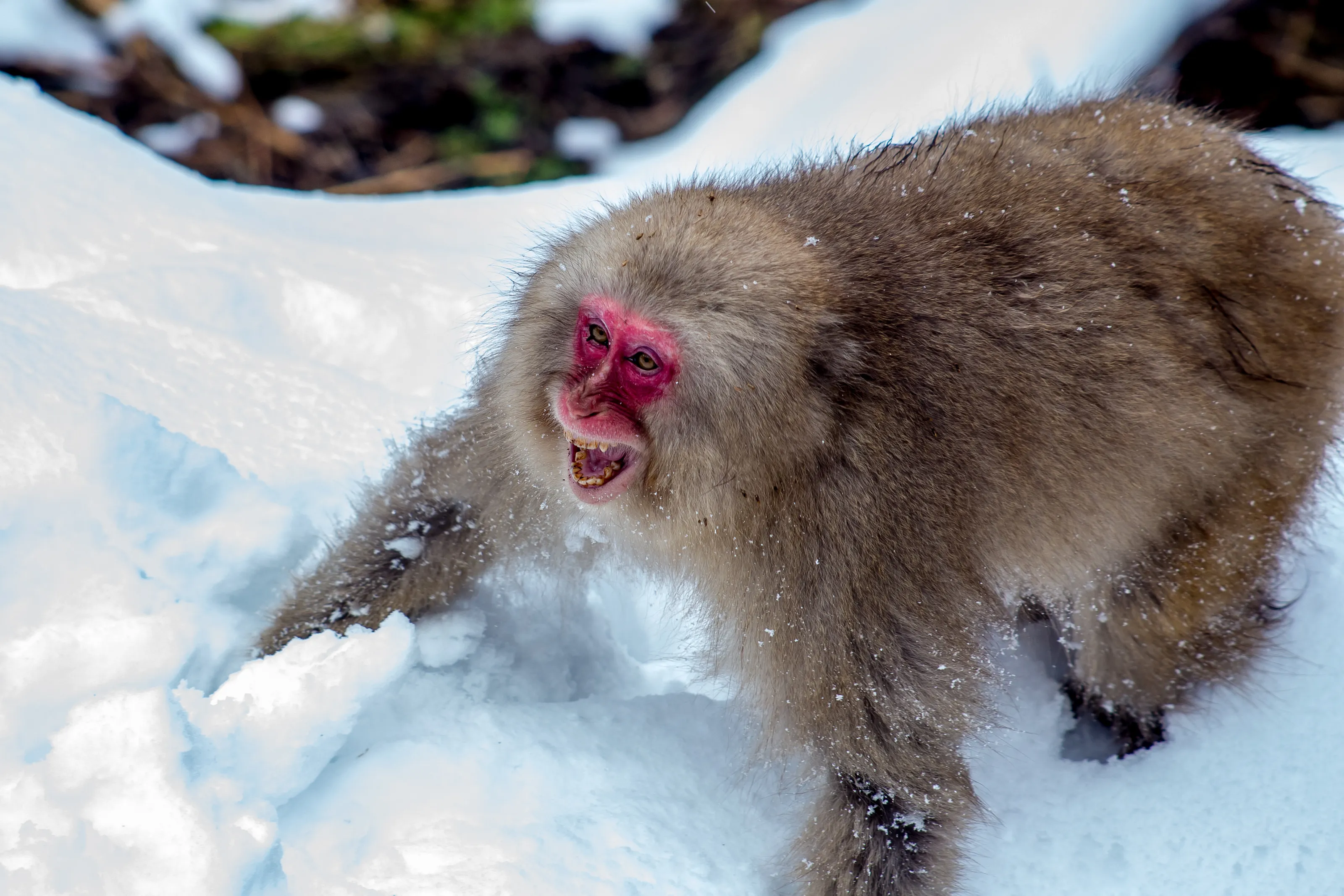 Snow Monkey Snarl