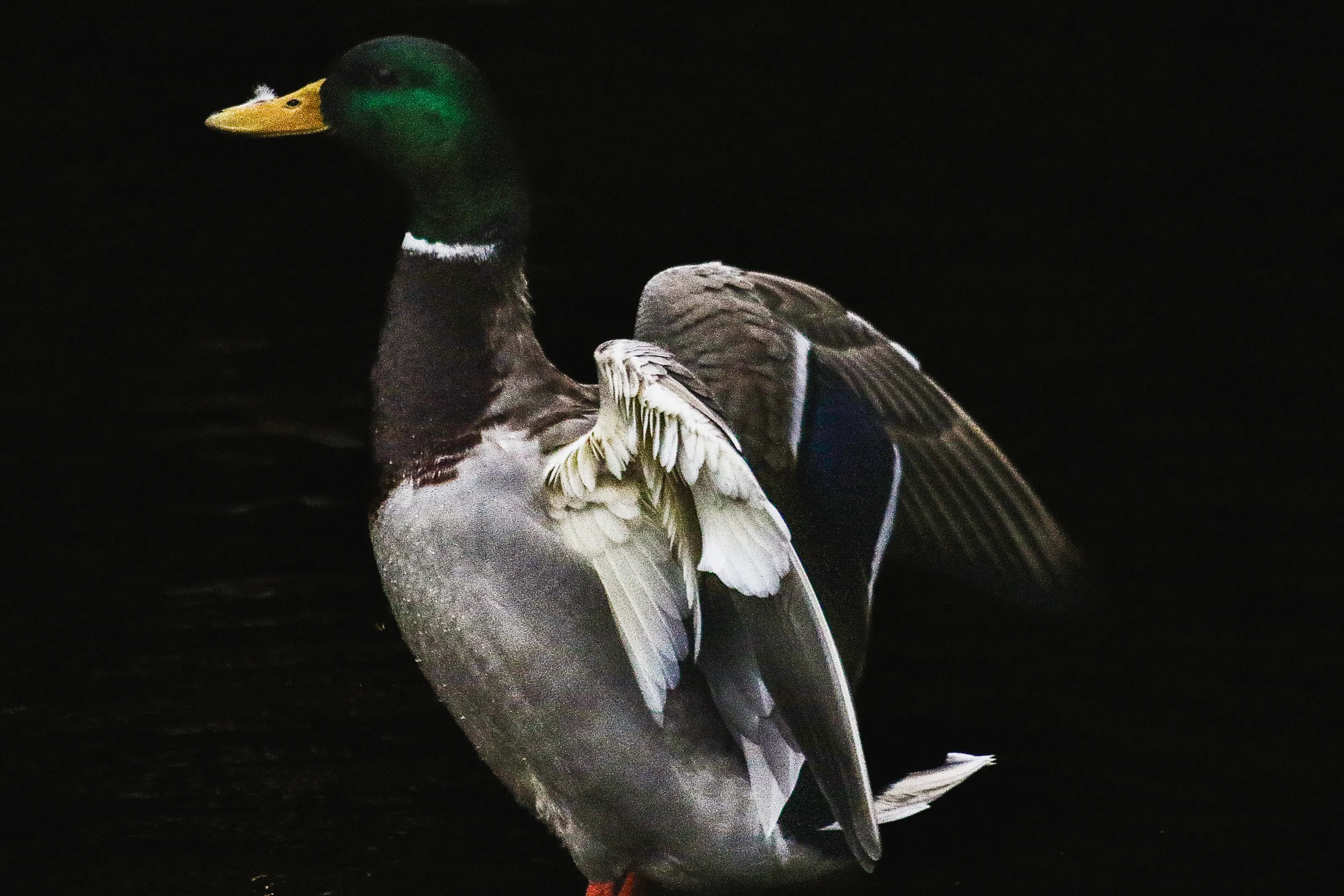 Mallard duck