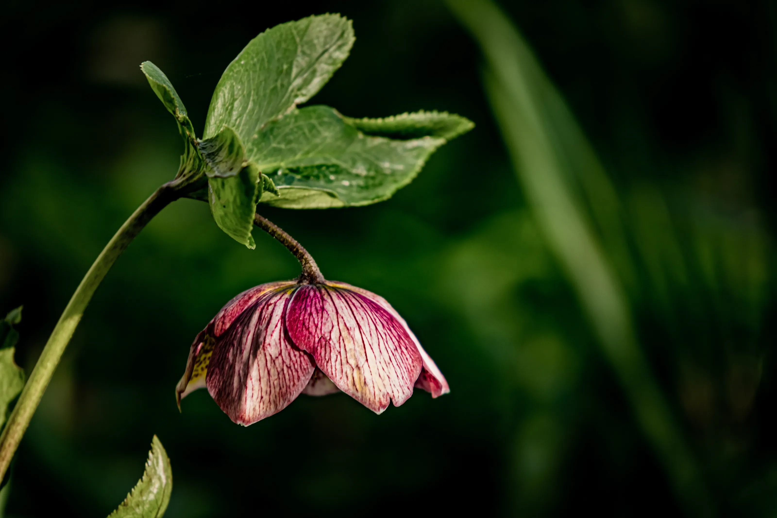 Happy Hellebore