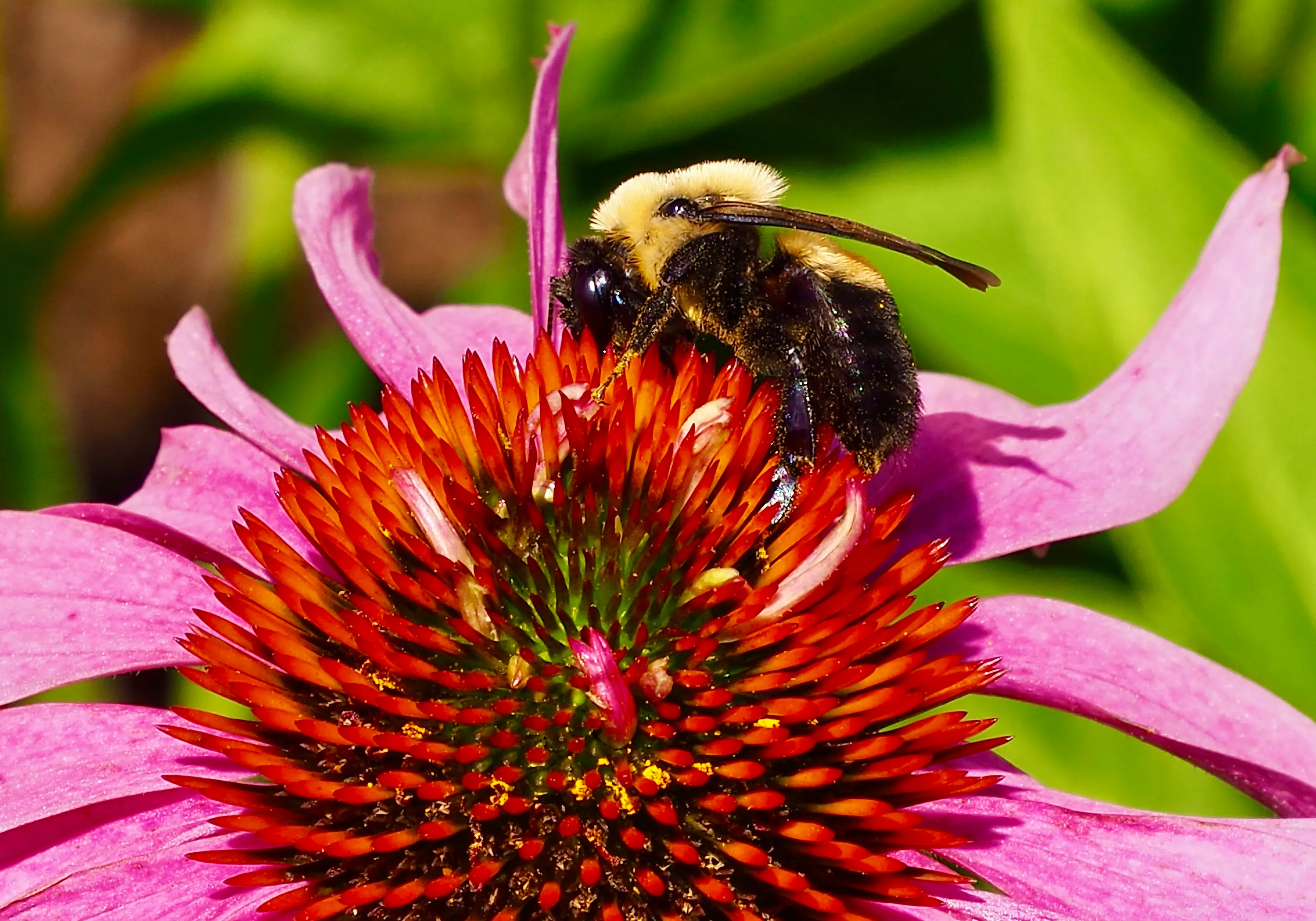 Flower and visitor