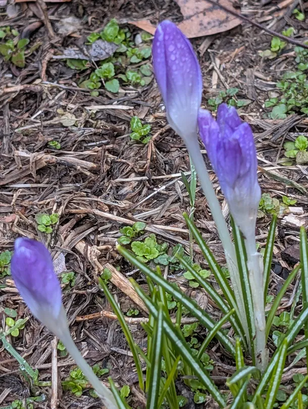 Spring Flowers