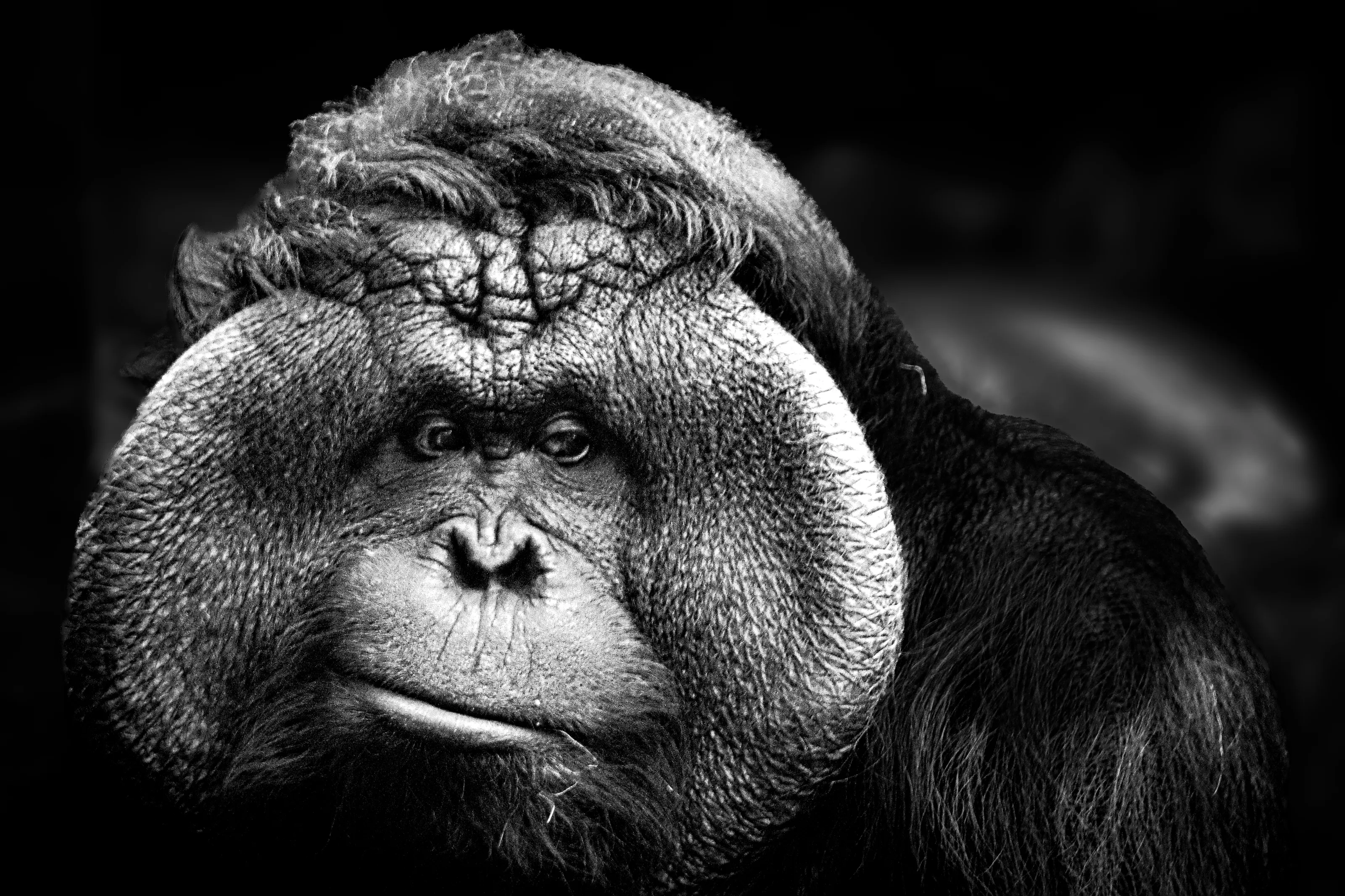 Facial Expressions of Animals (not pets)