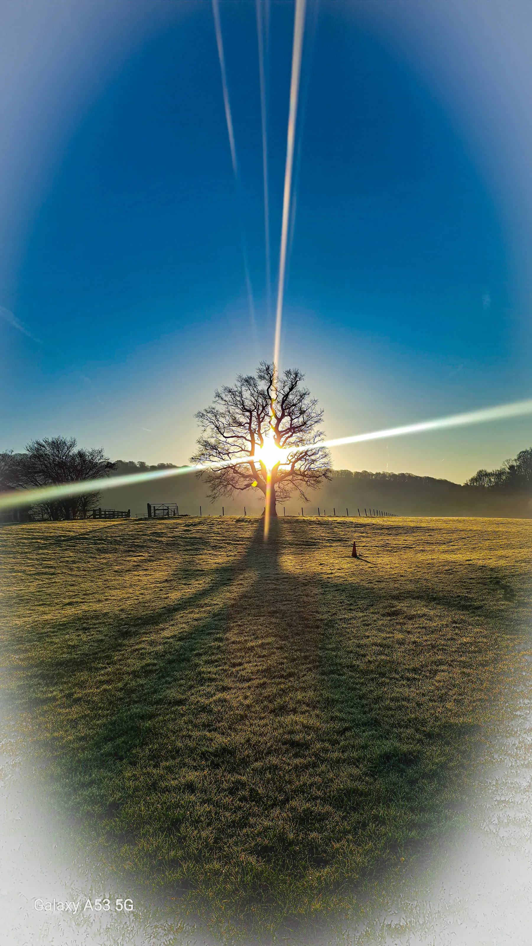 Tree of life