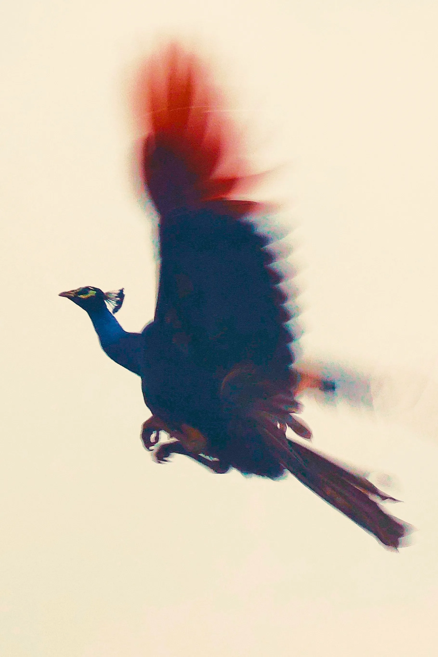 Peacock taking flight
