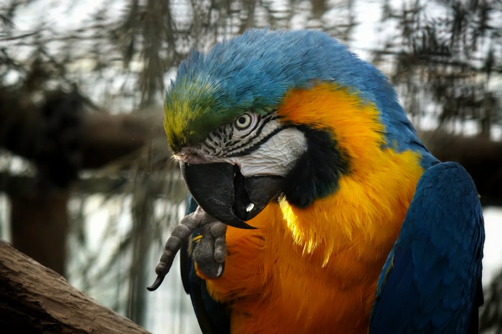 Macaws (in colour)