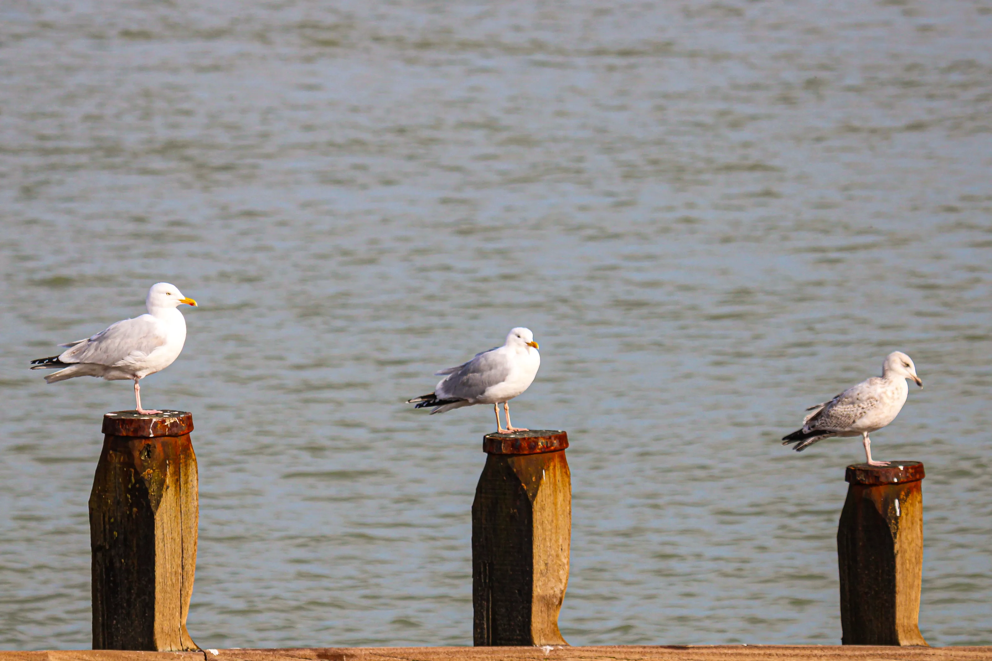 Birds (in colour)