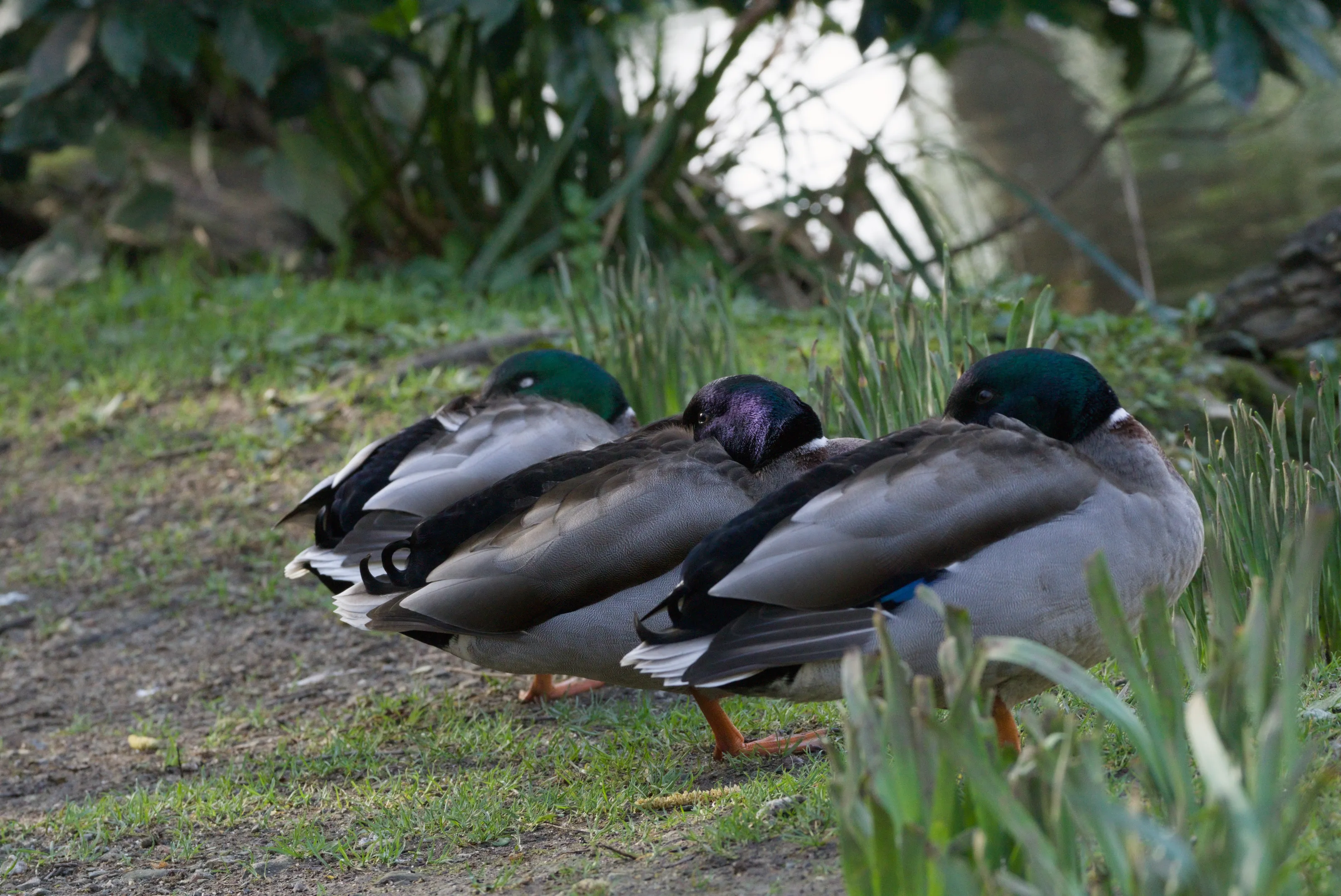 Three little mallards