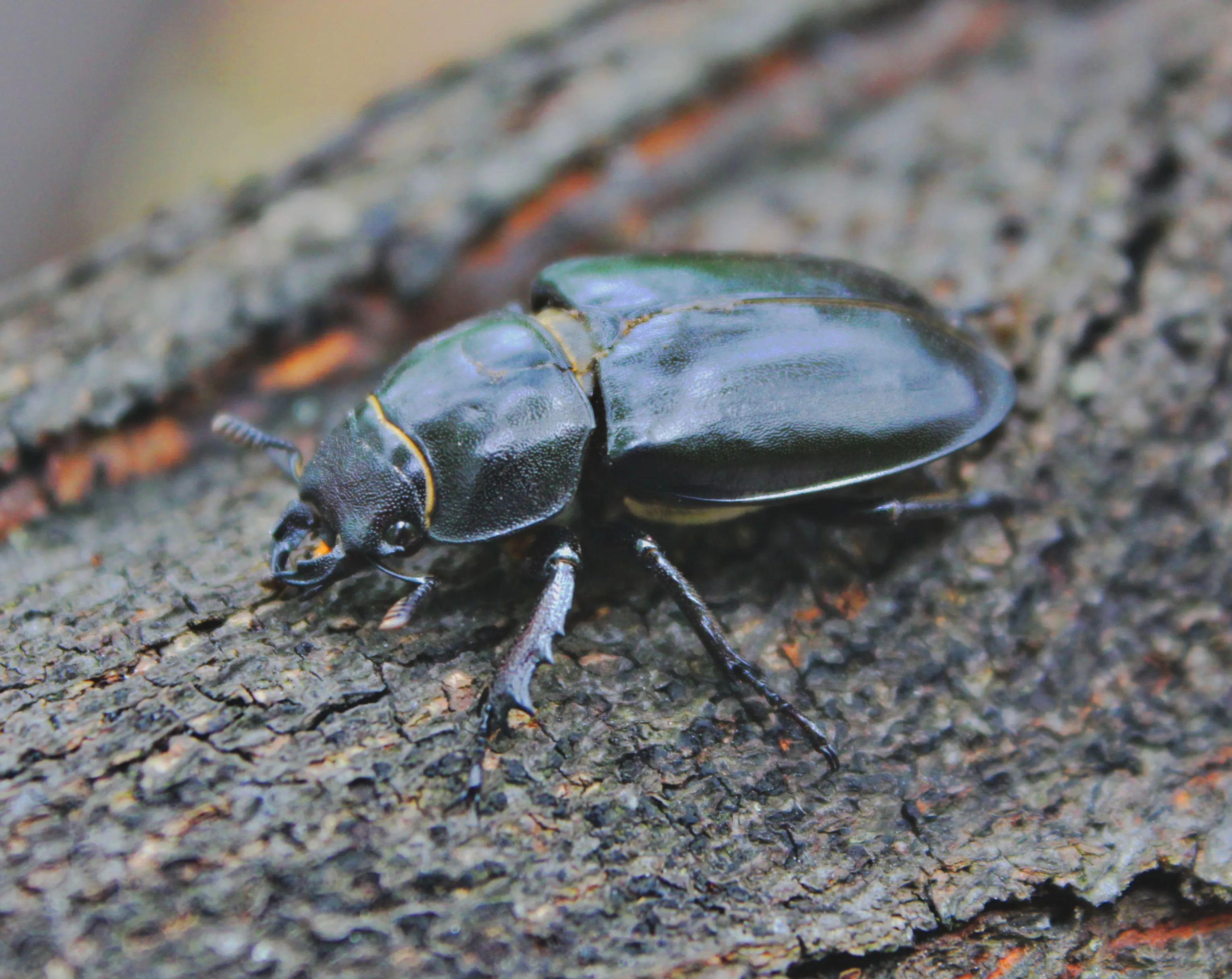 Stag Beetle
