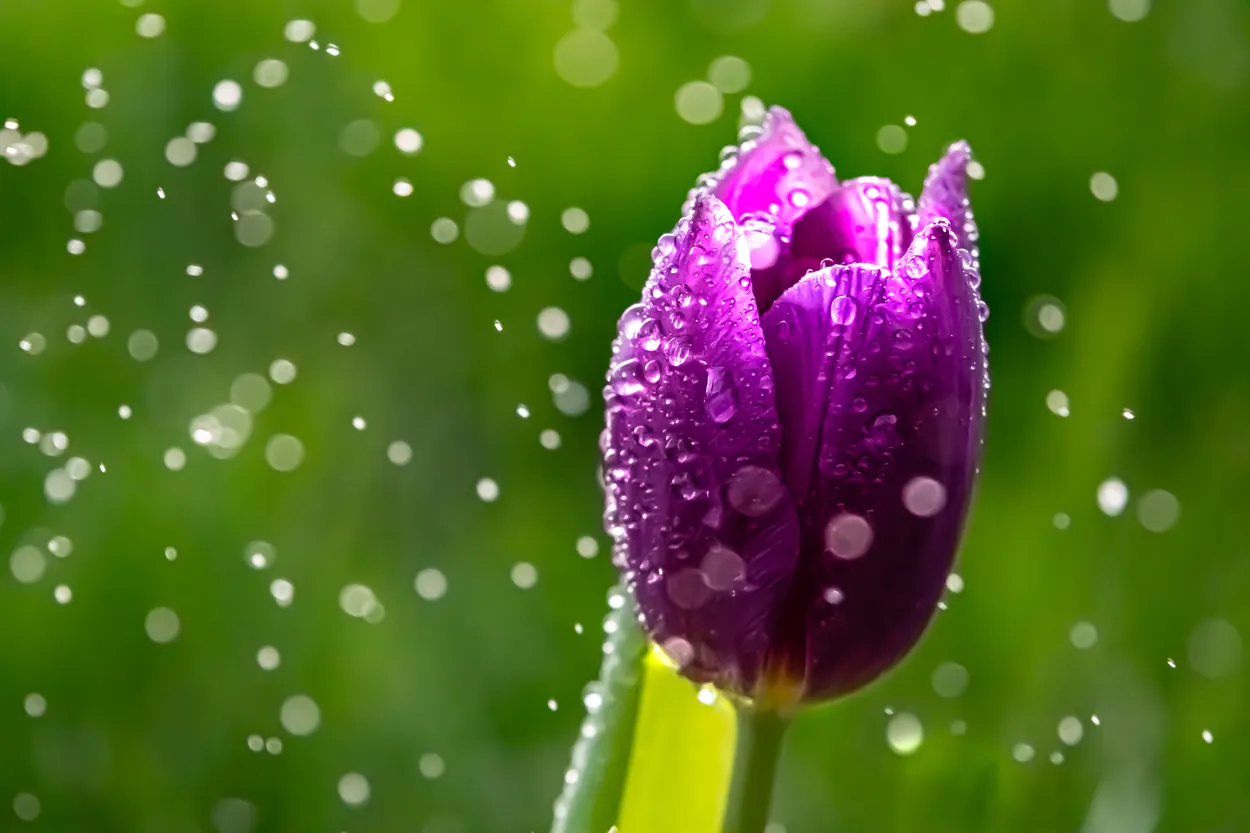 Whimsical Water Droplets