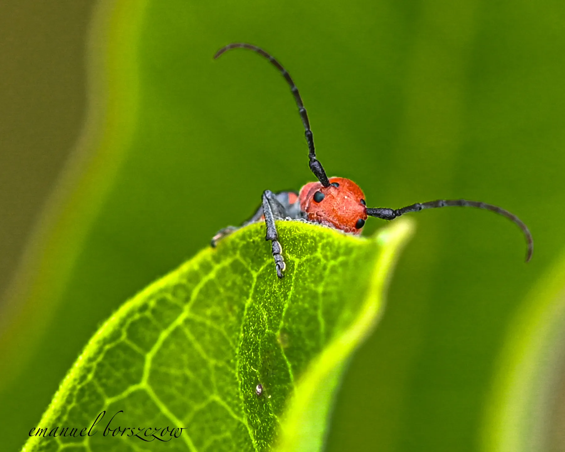 Red Milkweed Beetle