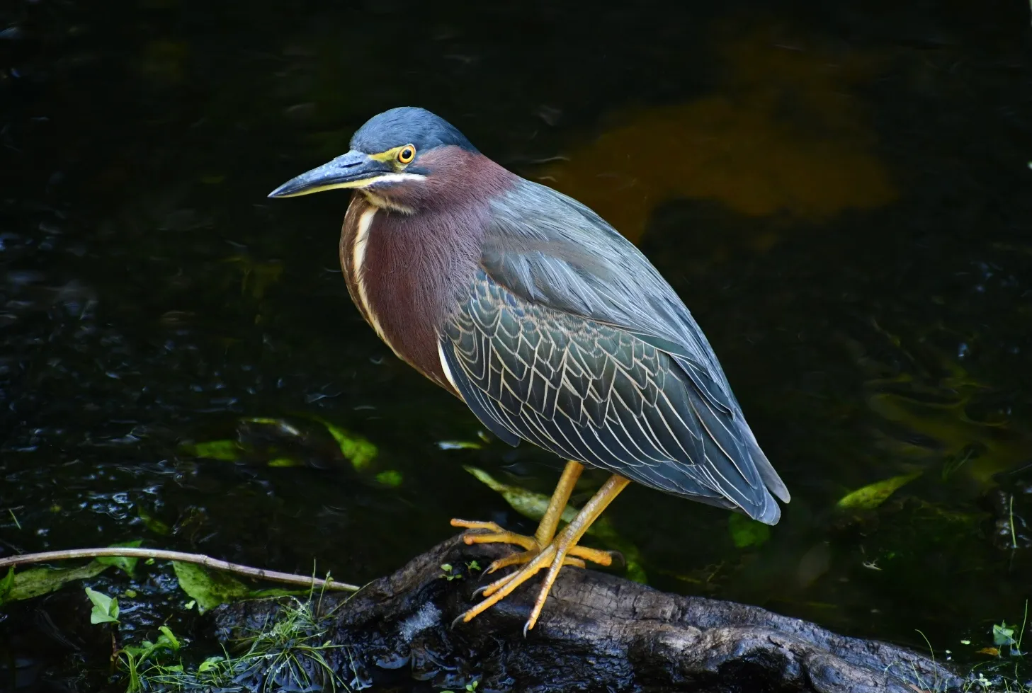 Green Heron