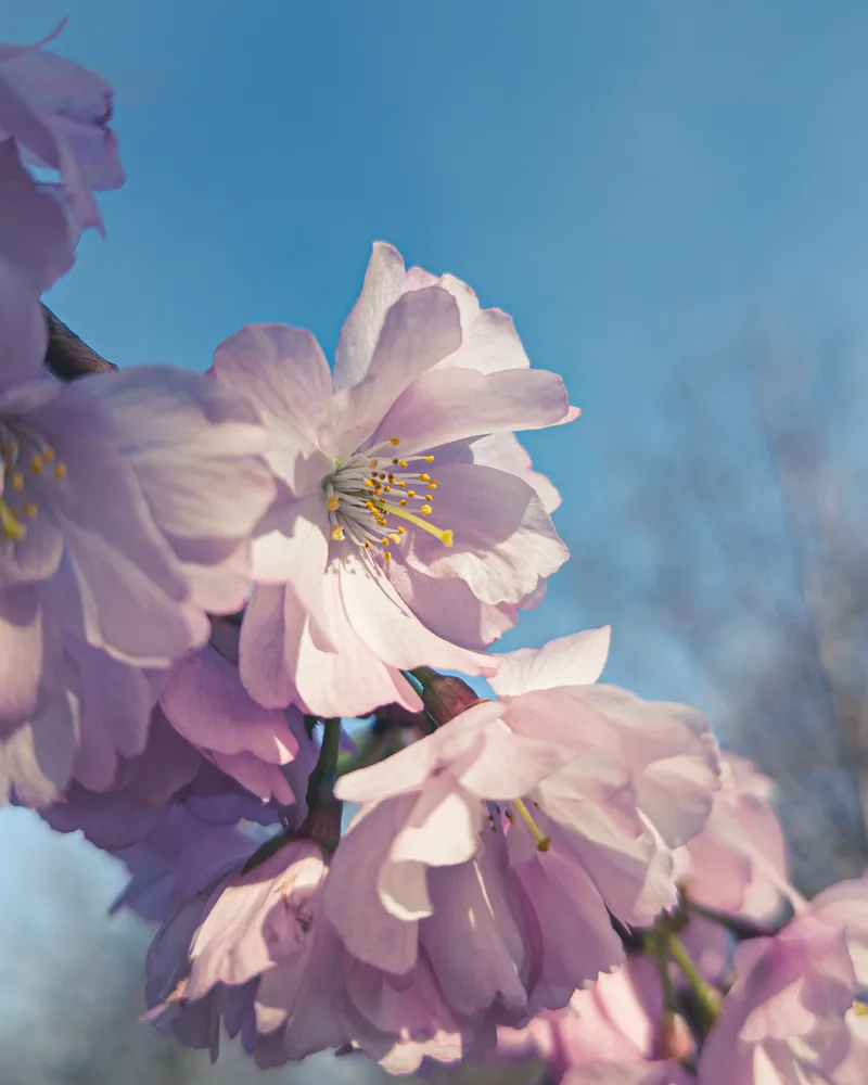 Blossoms of Spring