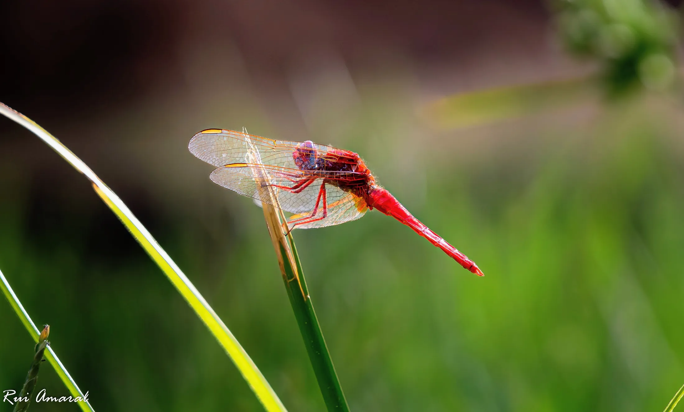 Soft flying