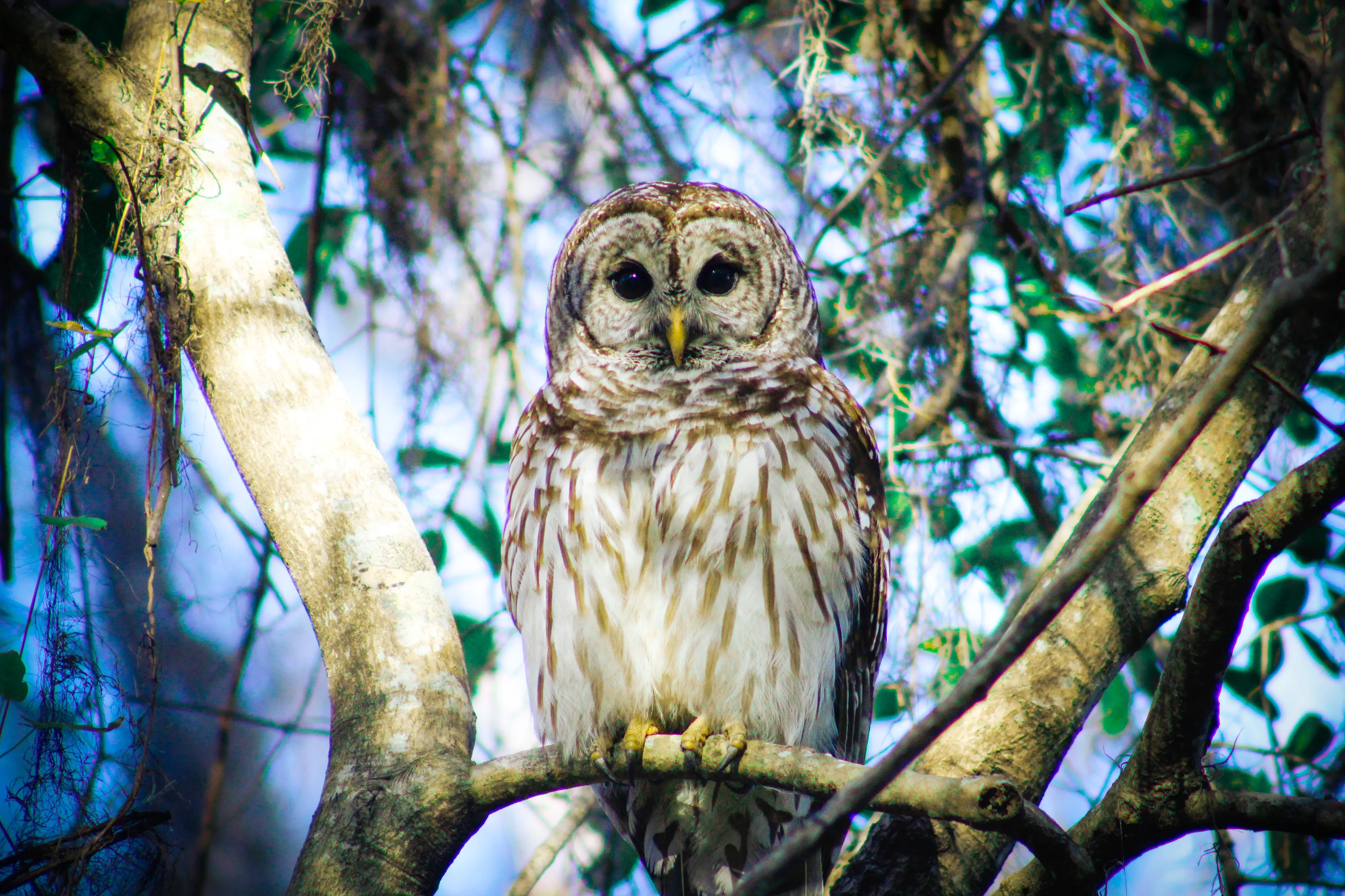 Barred Owl