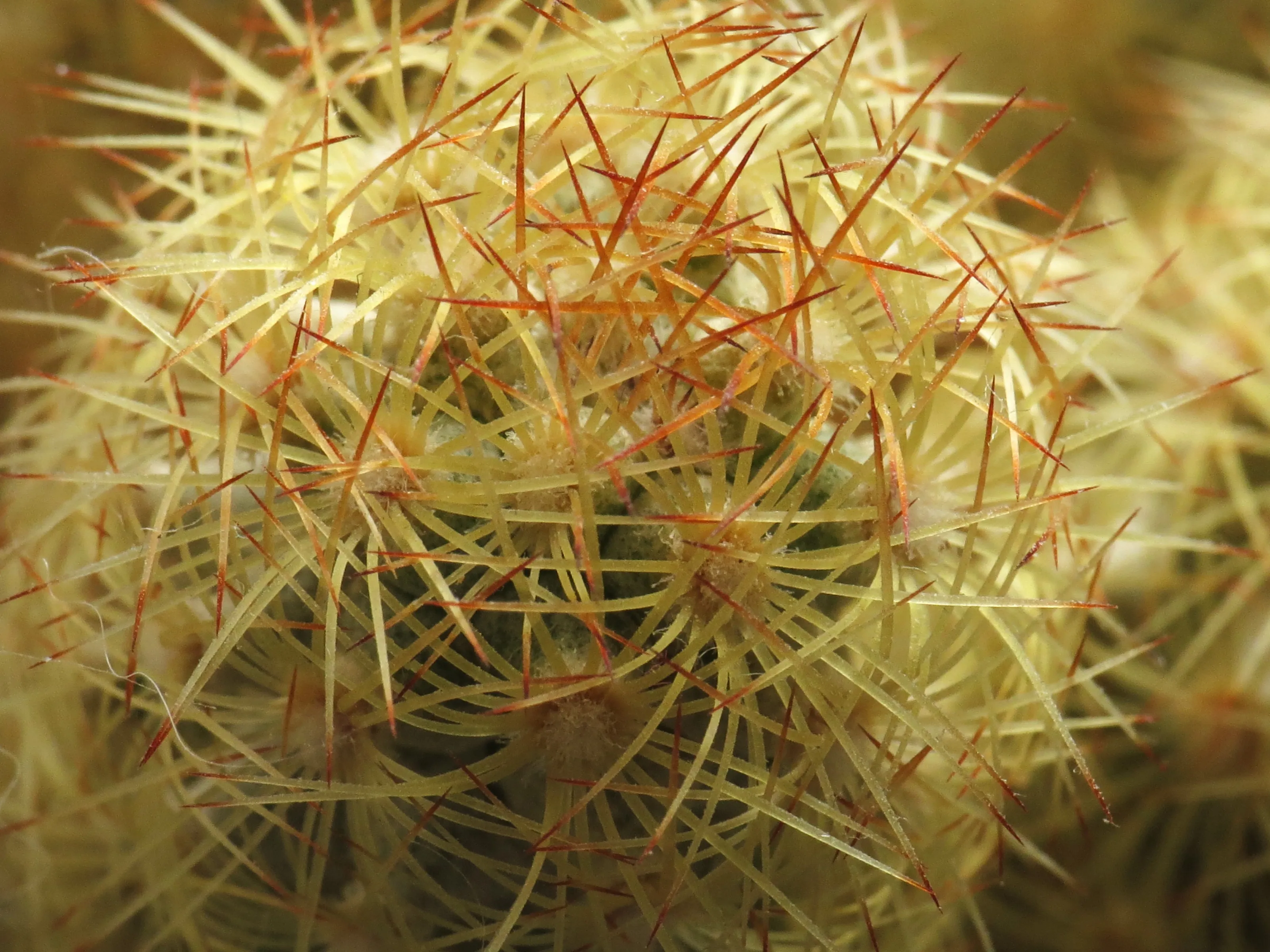 Textures in Macro
