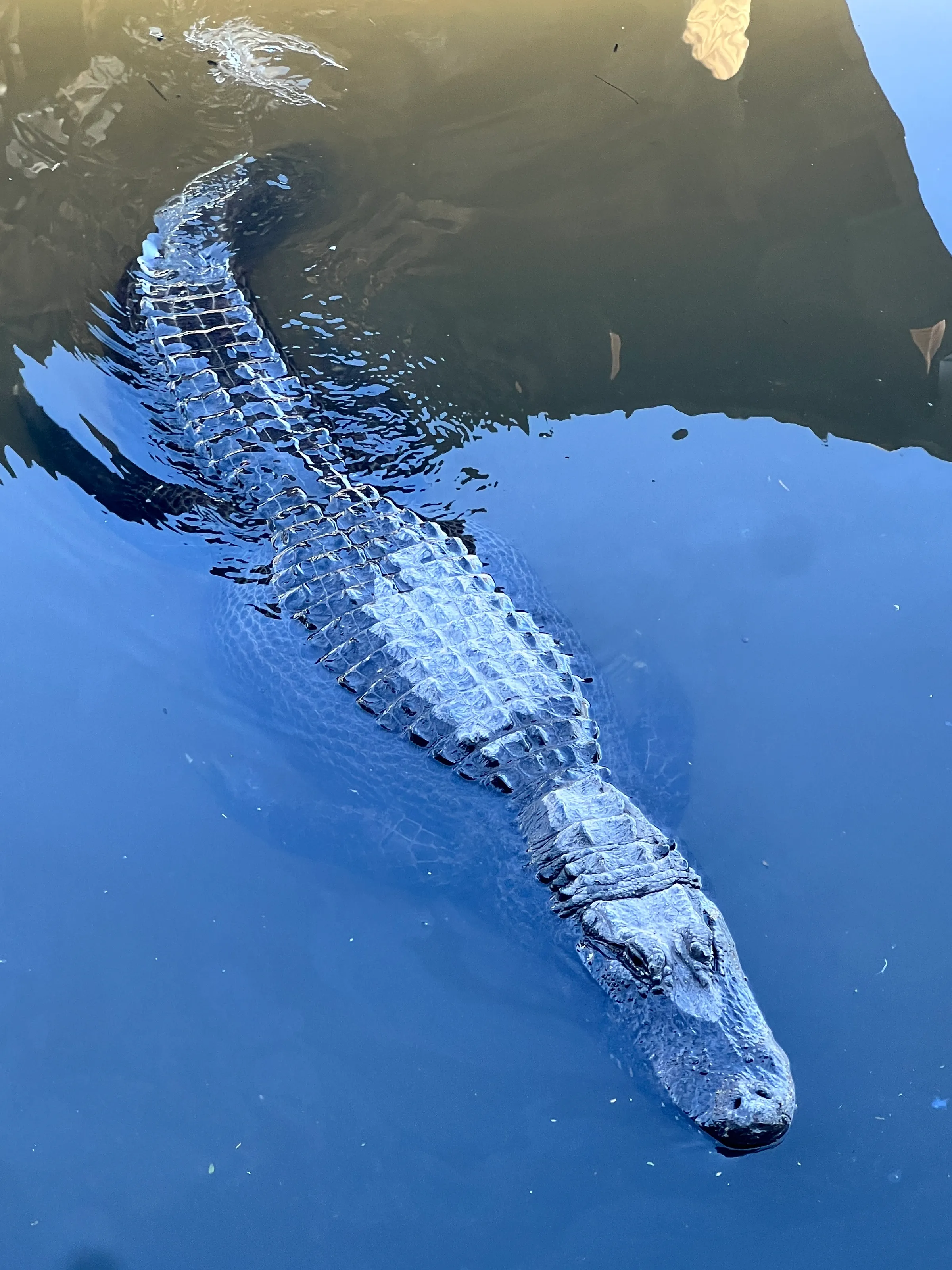 Gatorland
