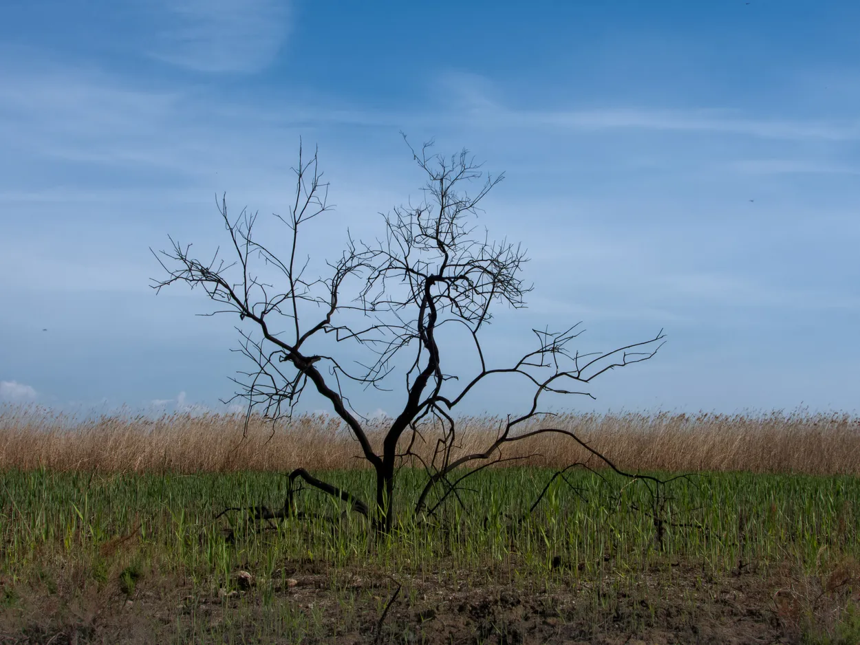 Arbre