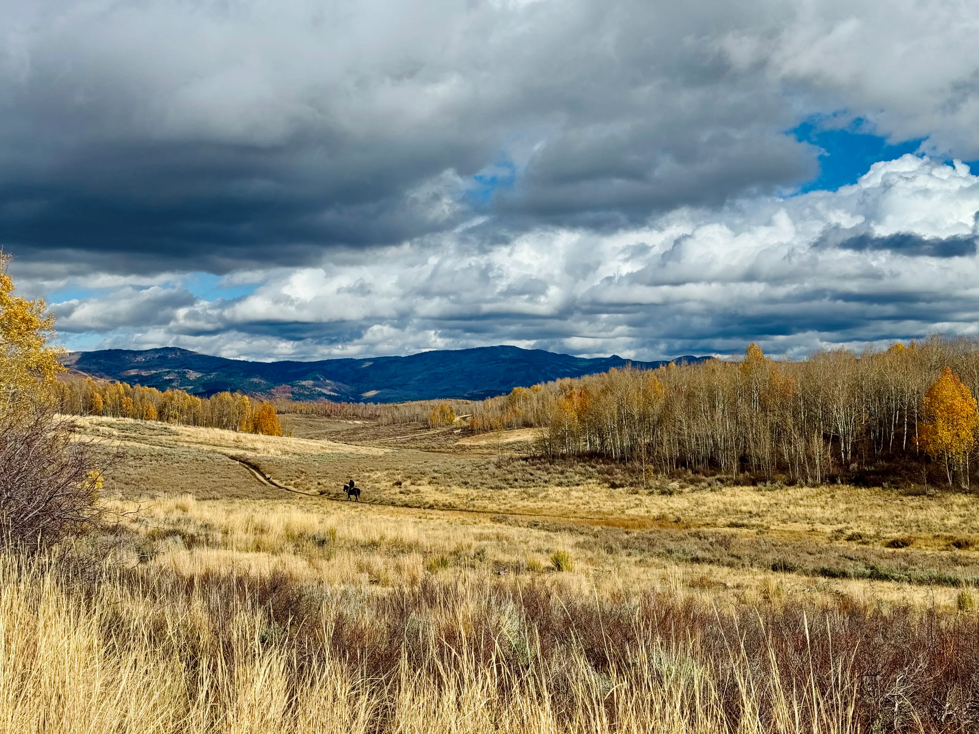 Shepherd at Wolf Creek Ranch