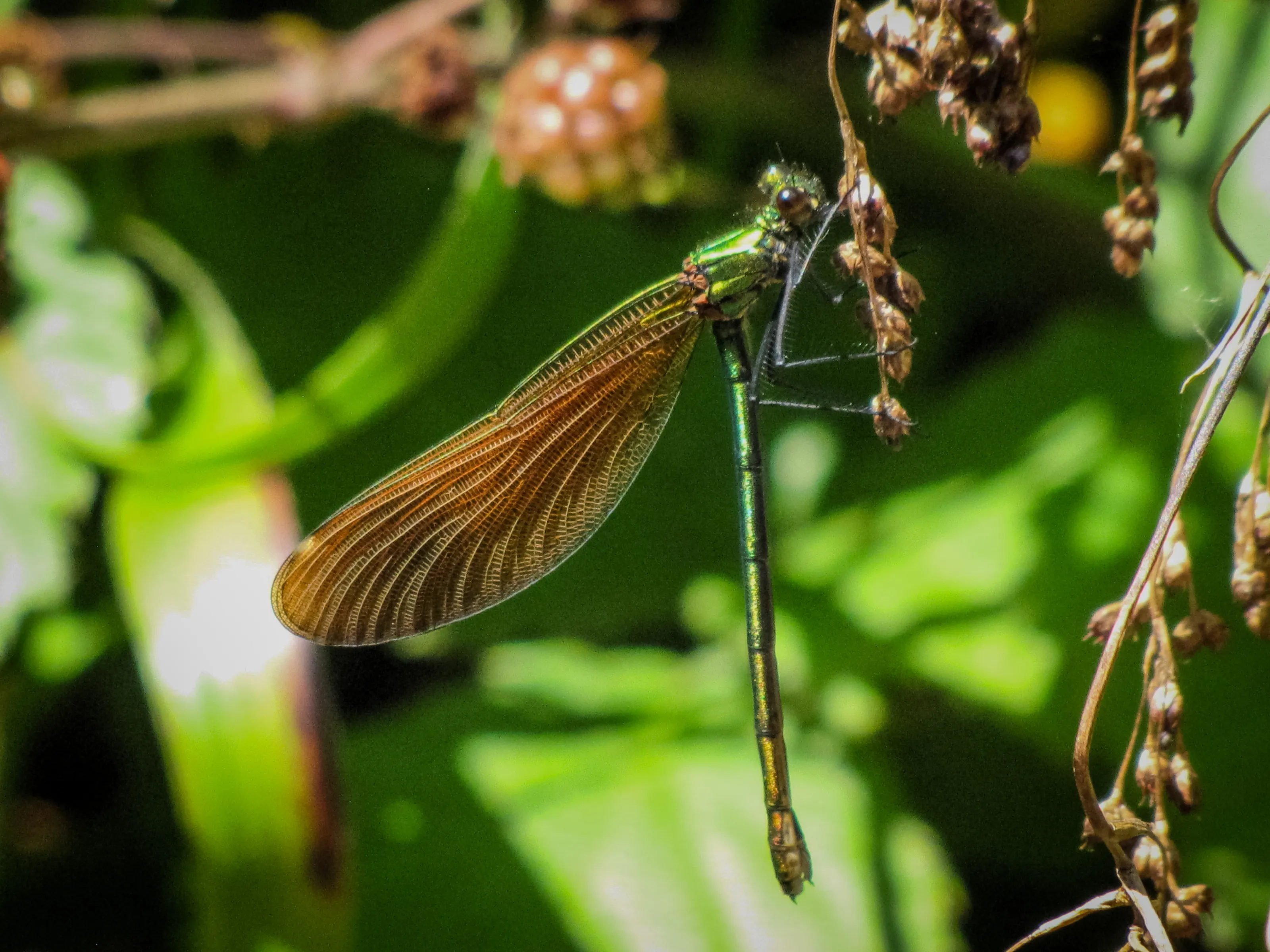 Dragonfly