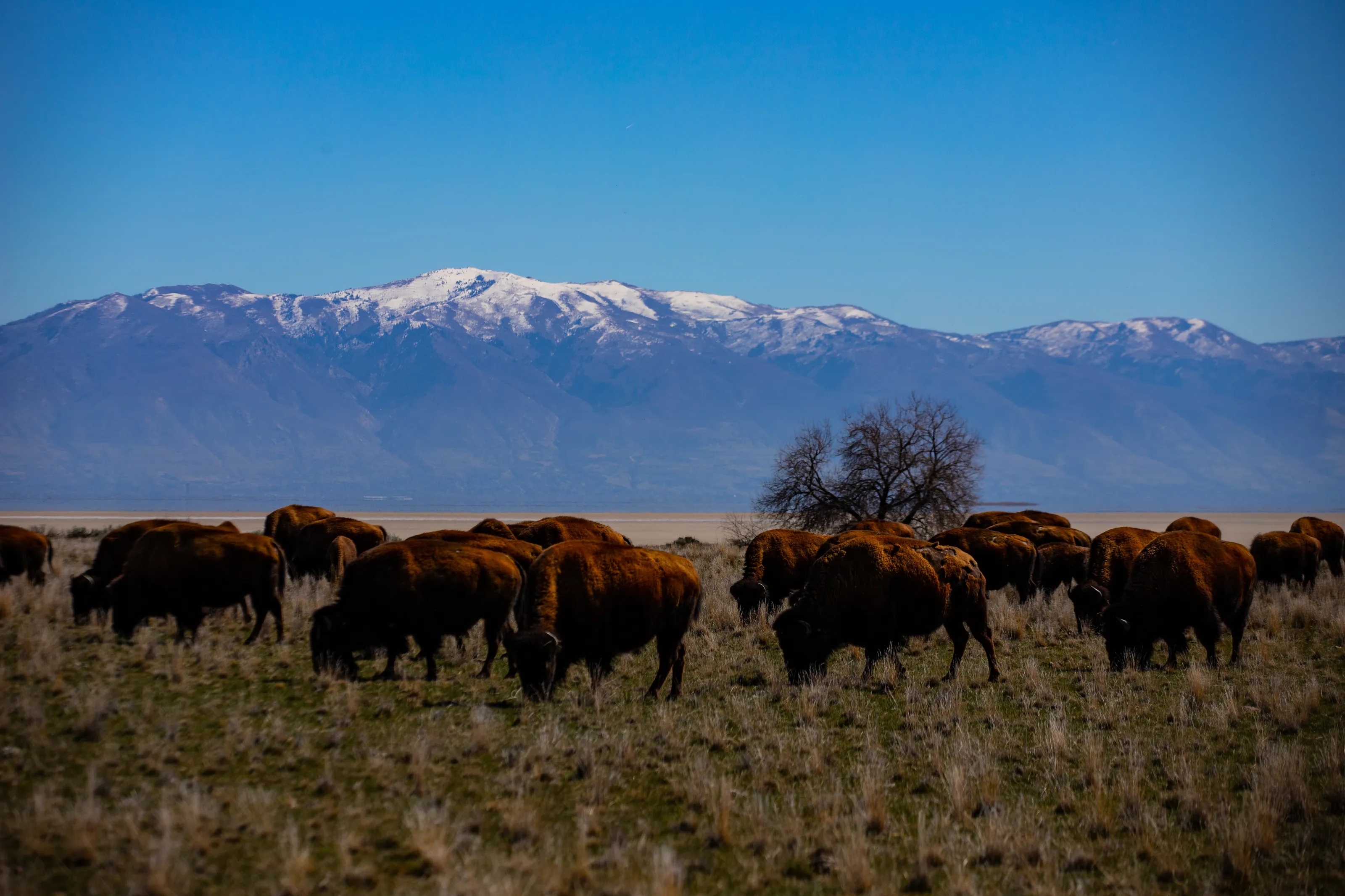 Bison grazing