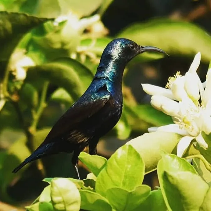 Purple Sunbird