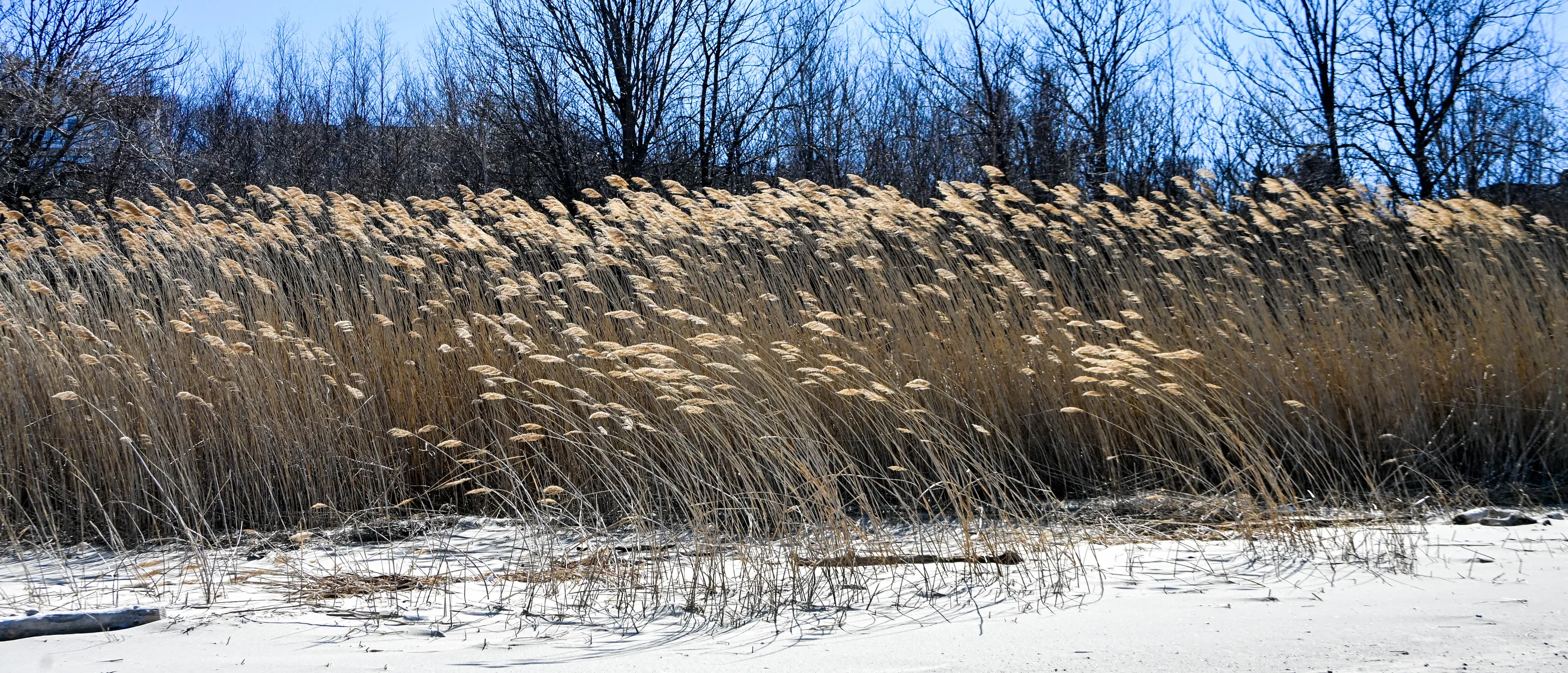 Winds Effects